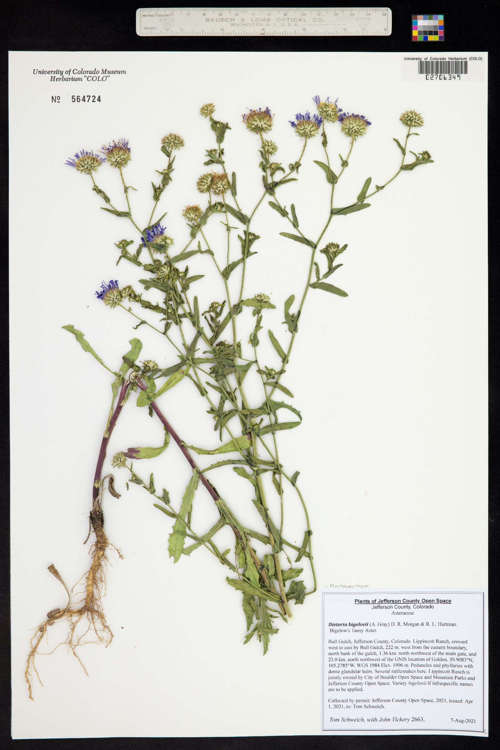 Machaeranthera bigelovii image