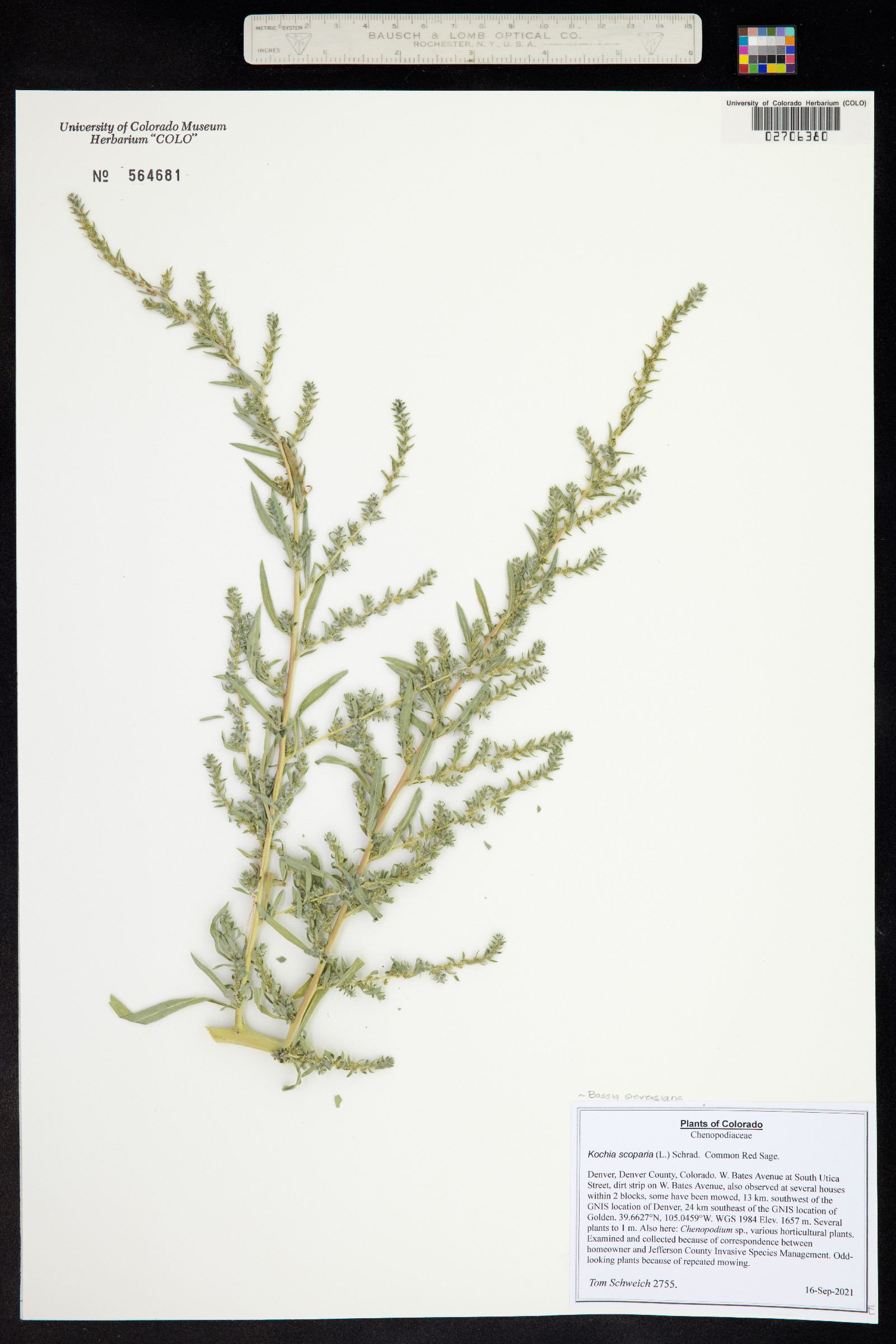 Kochia scoparia image