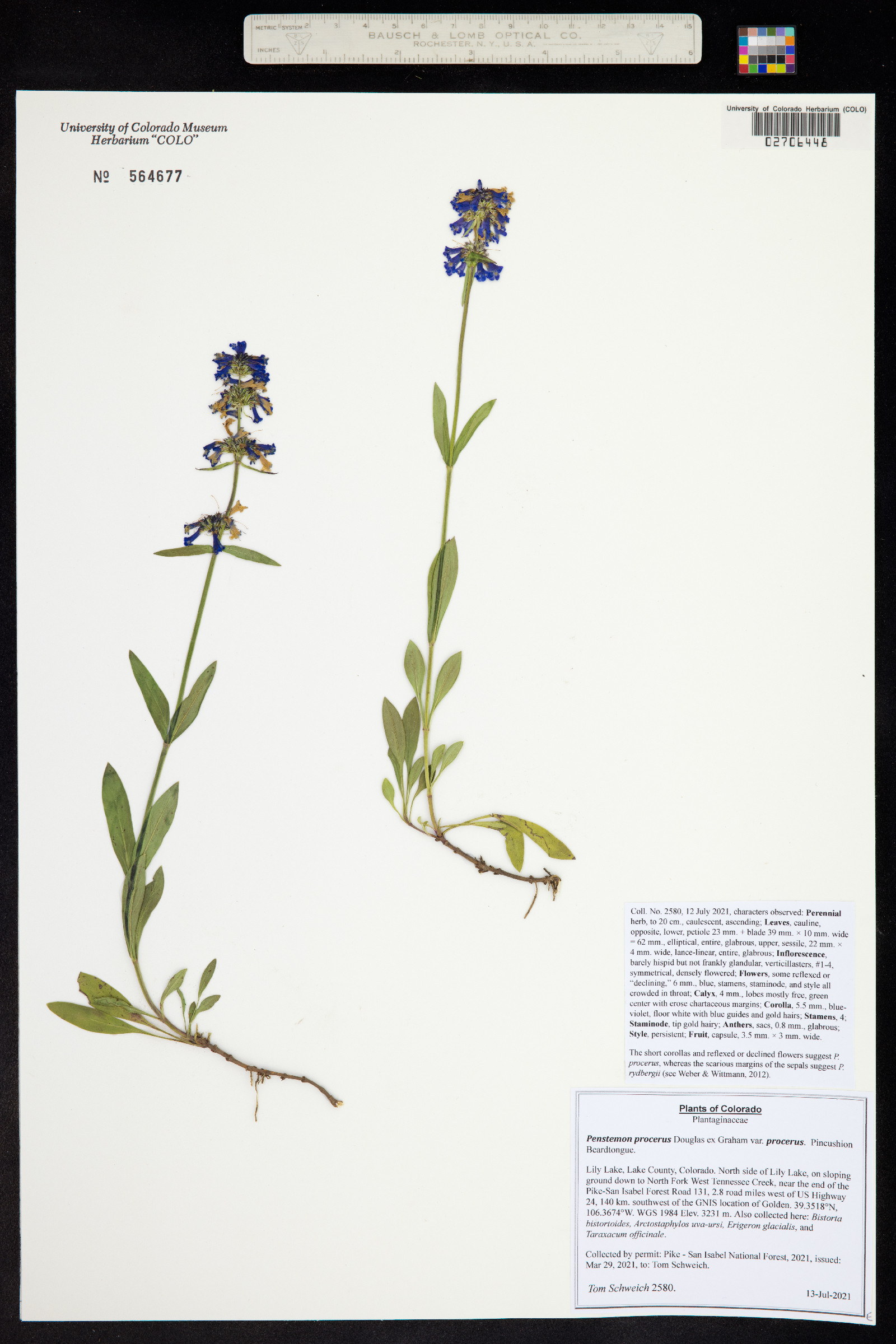 Penstemon procerus var. procerus image
