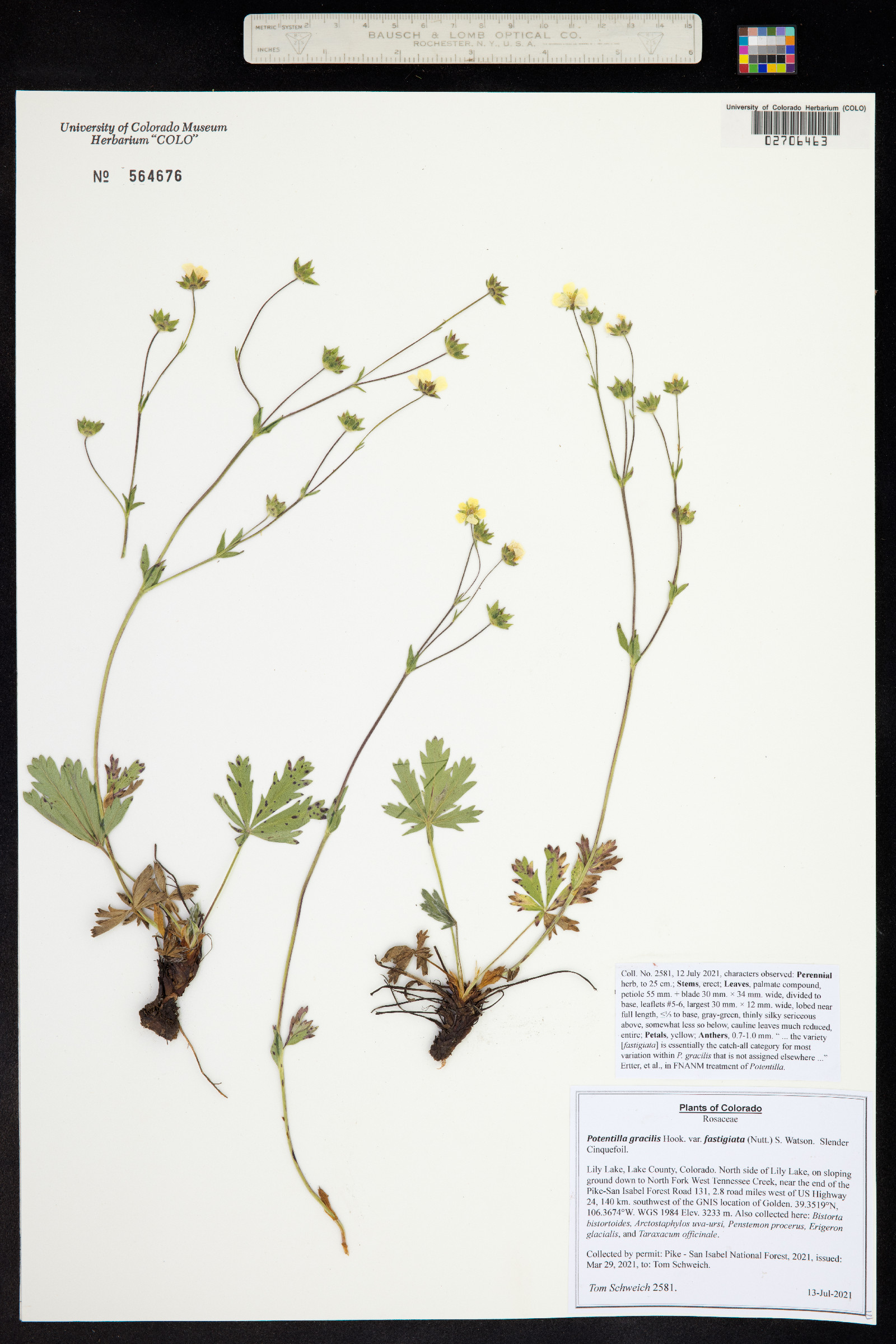 Potentilla gracilis var. fastigiata image