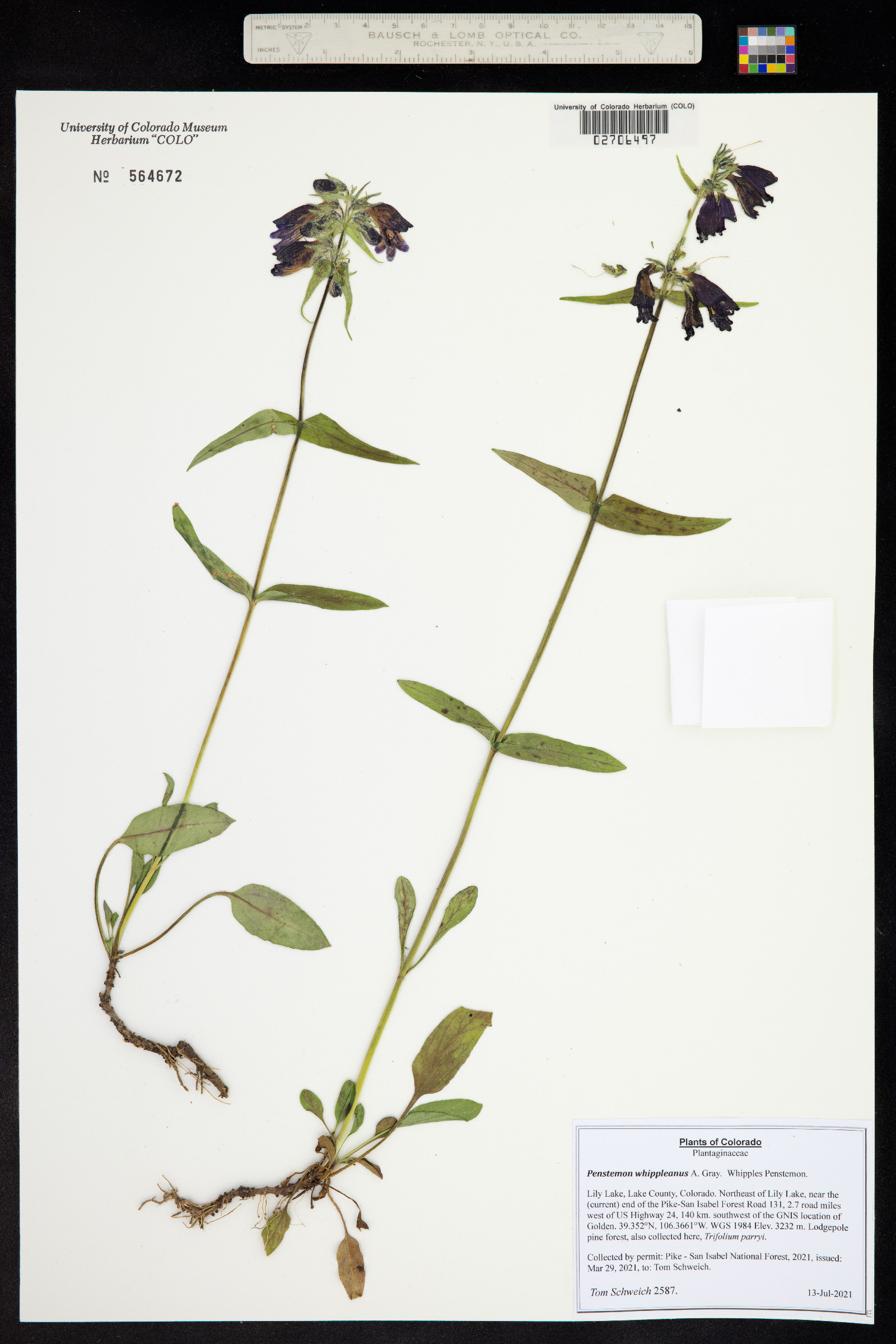 Penstemon whippleanus image