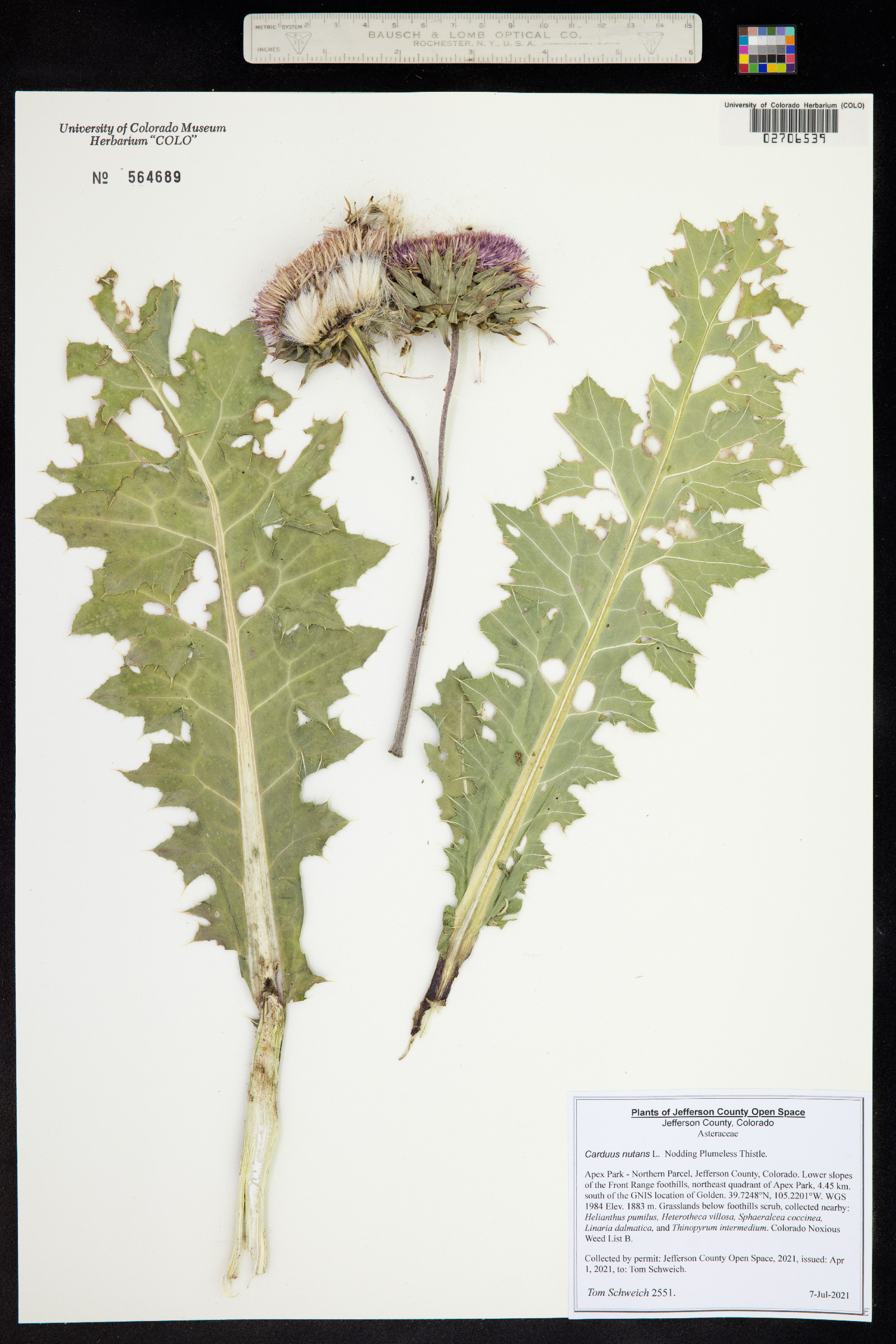 Carduus nutans image