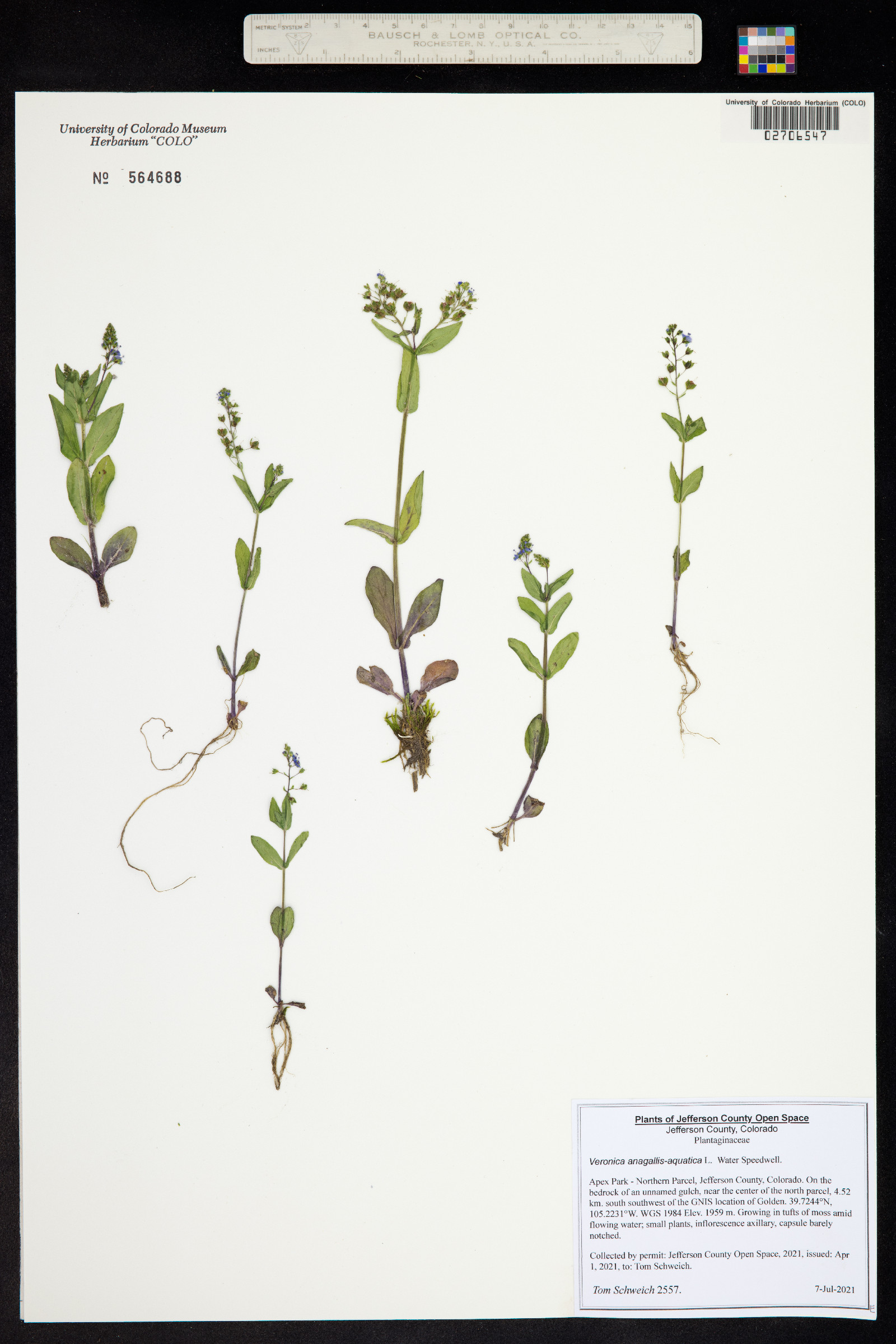 Veronica anagallis-aquatica image