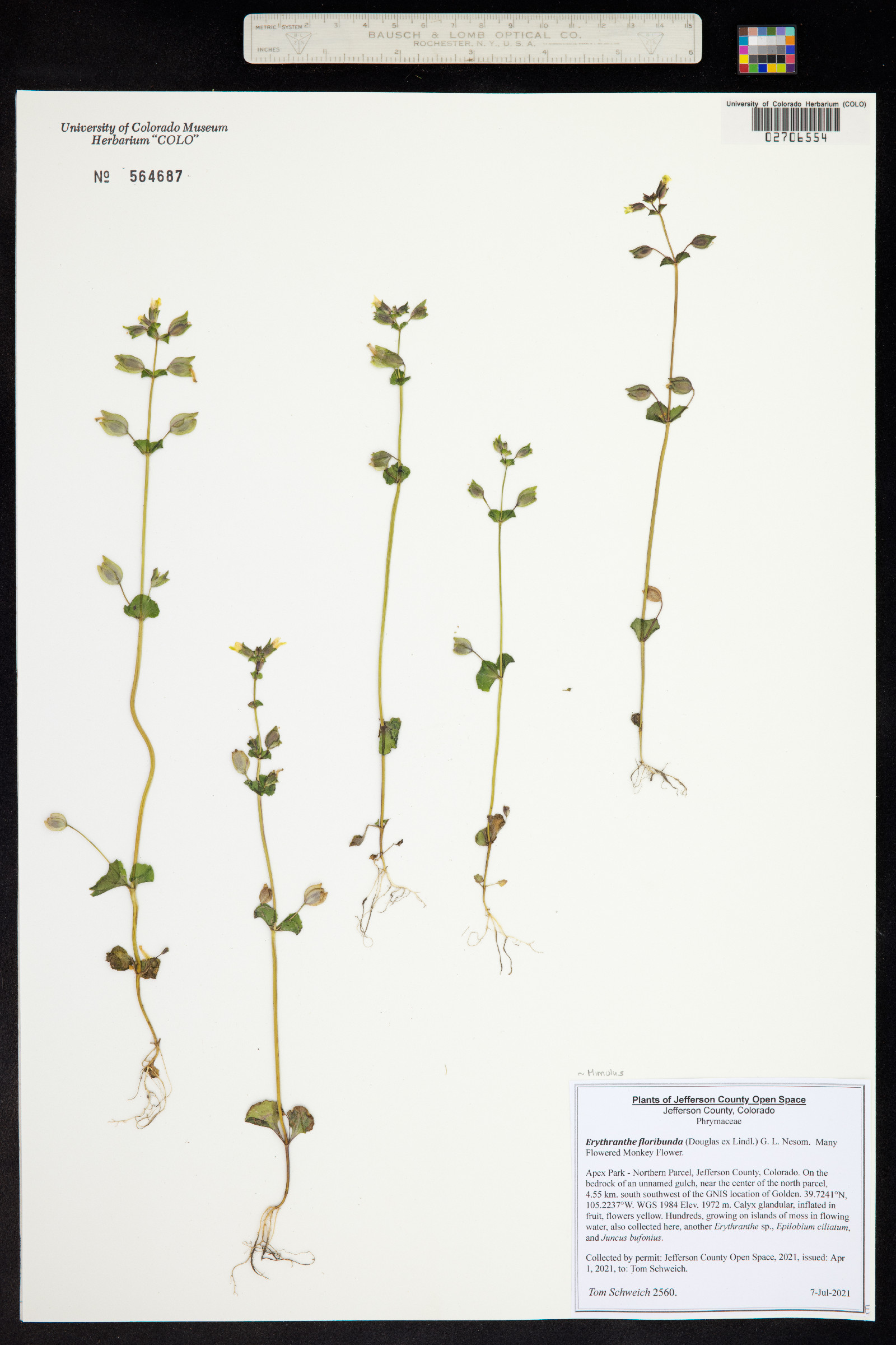 Mimulus floribundus image