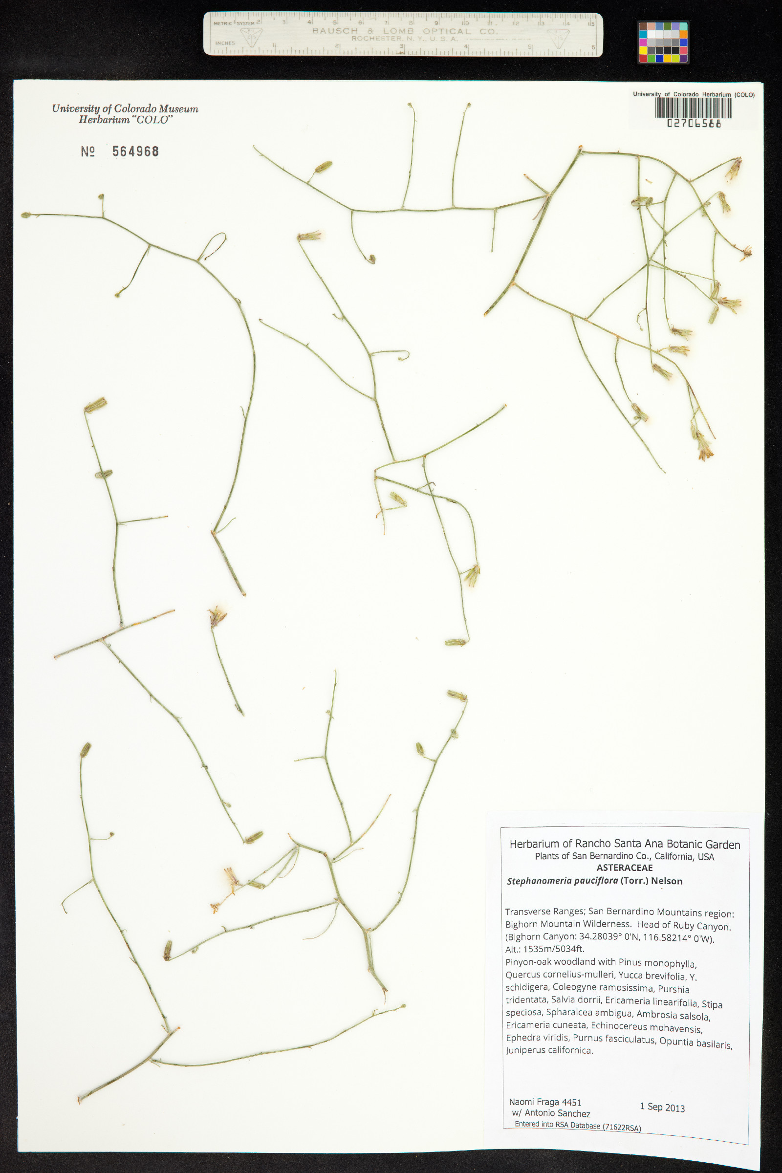 Stephanomeria pauciflora image