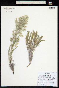 Oreocarya thyrsiflora image