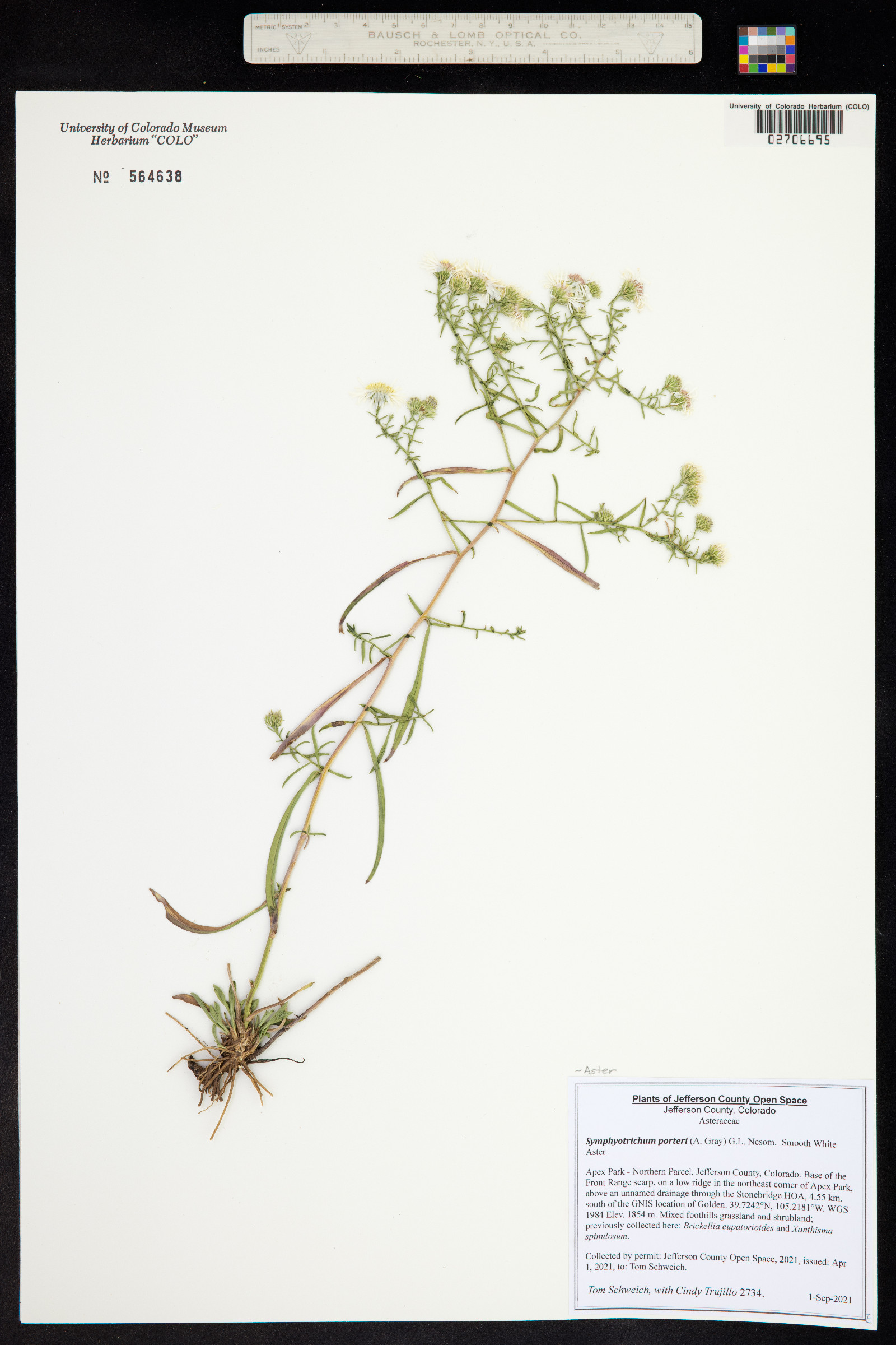 Symphyotrichum porteri image