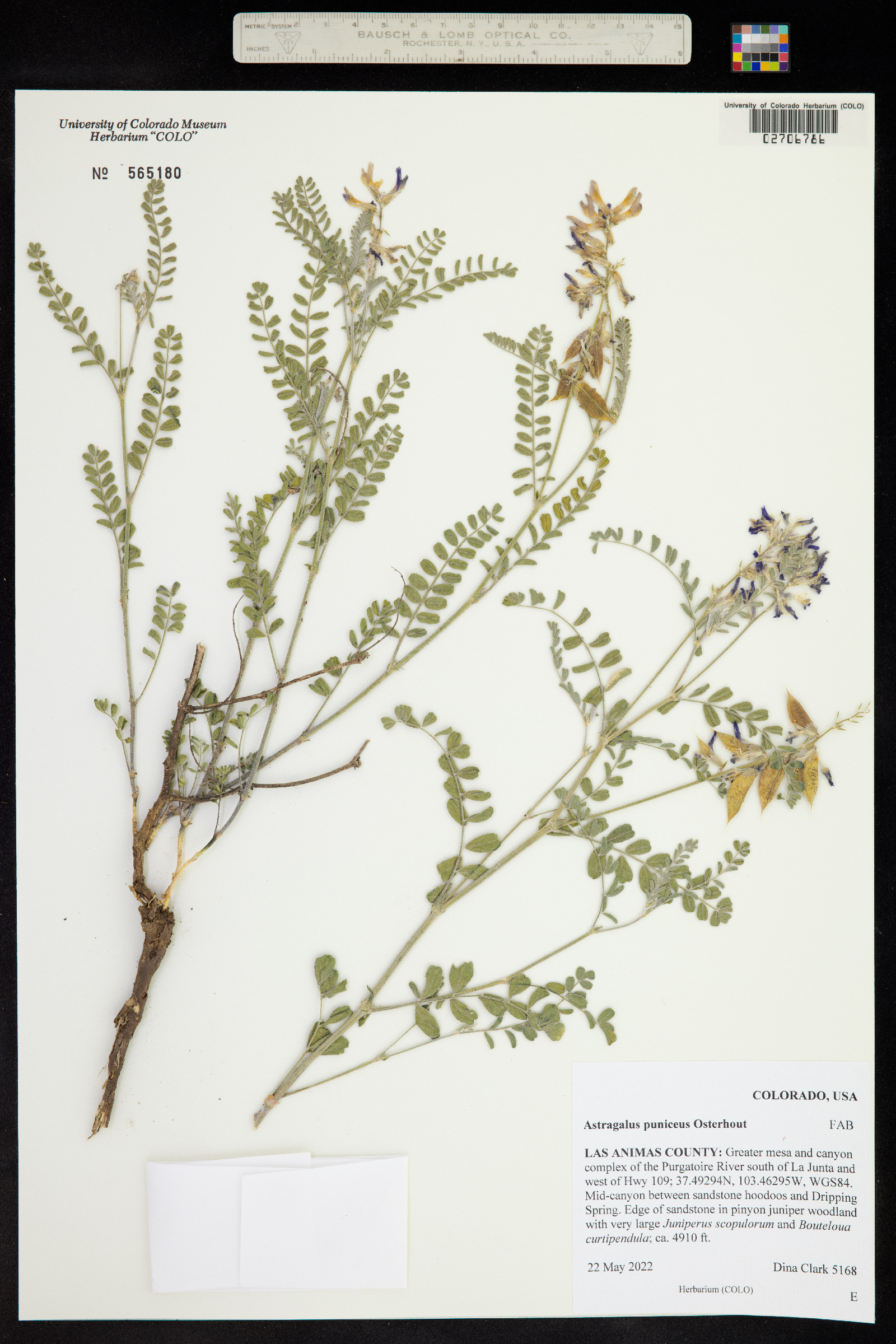 Astragalus puniceus image