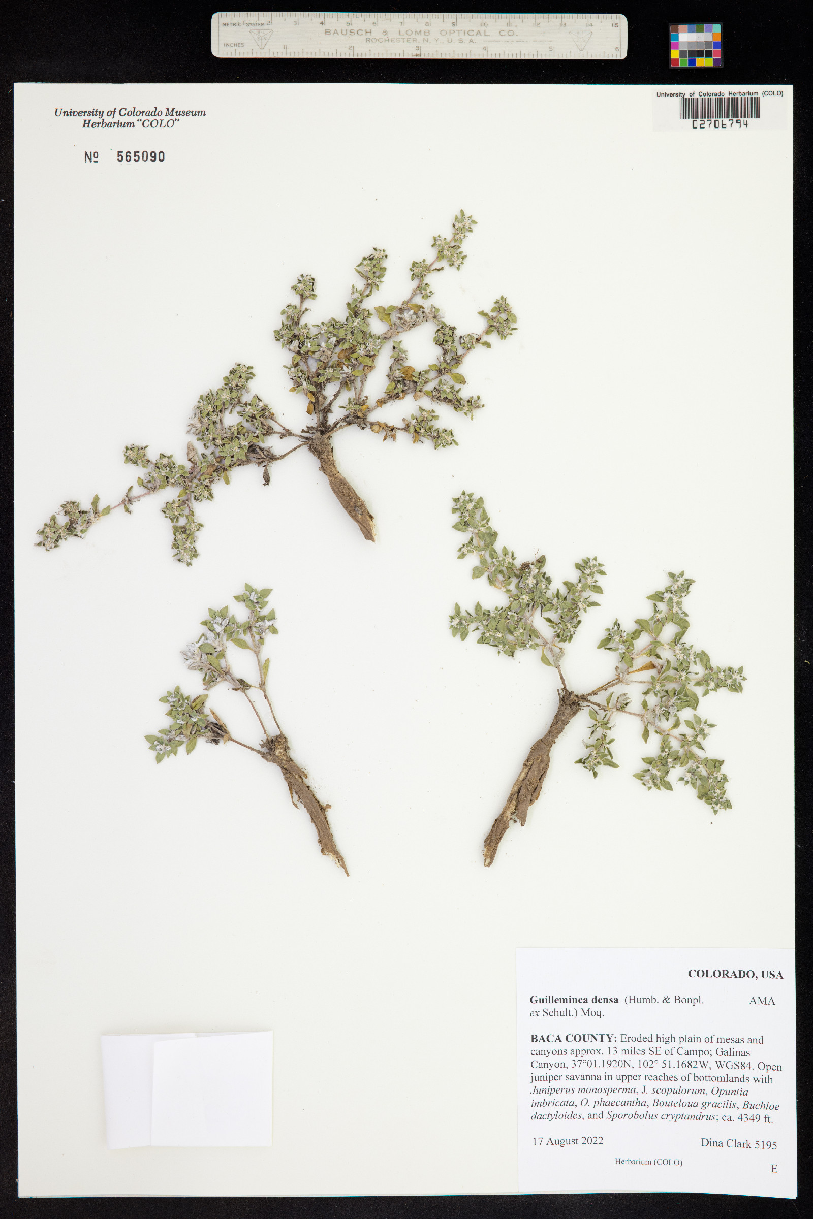 Guilleminea densa image