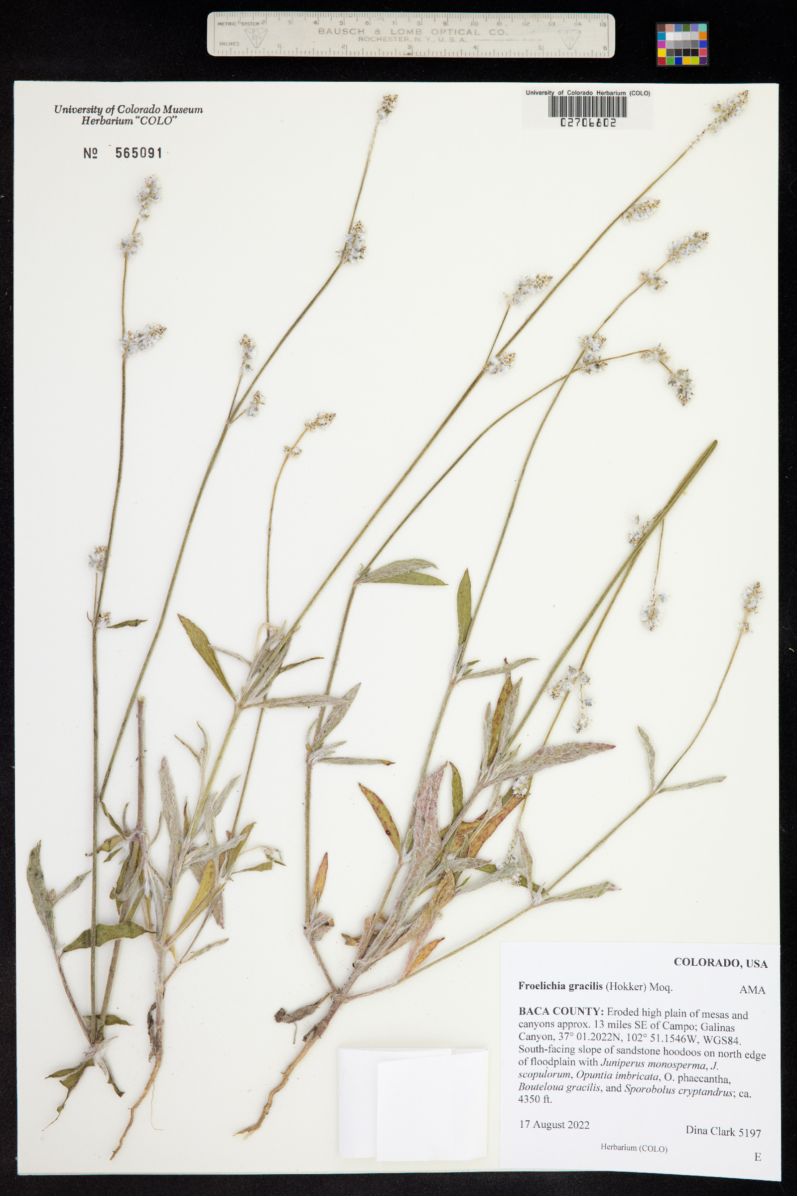 Froelichia gracilis image