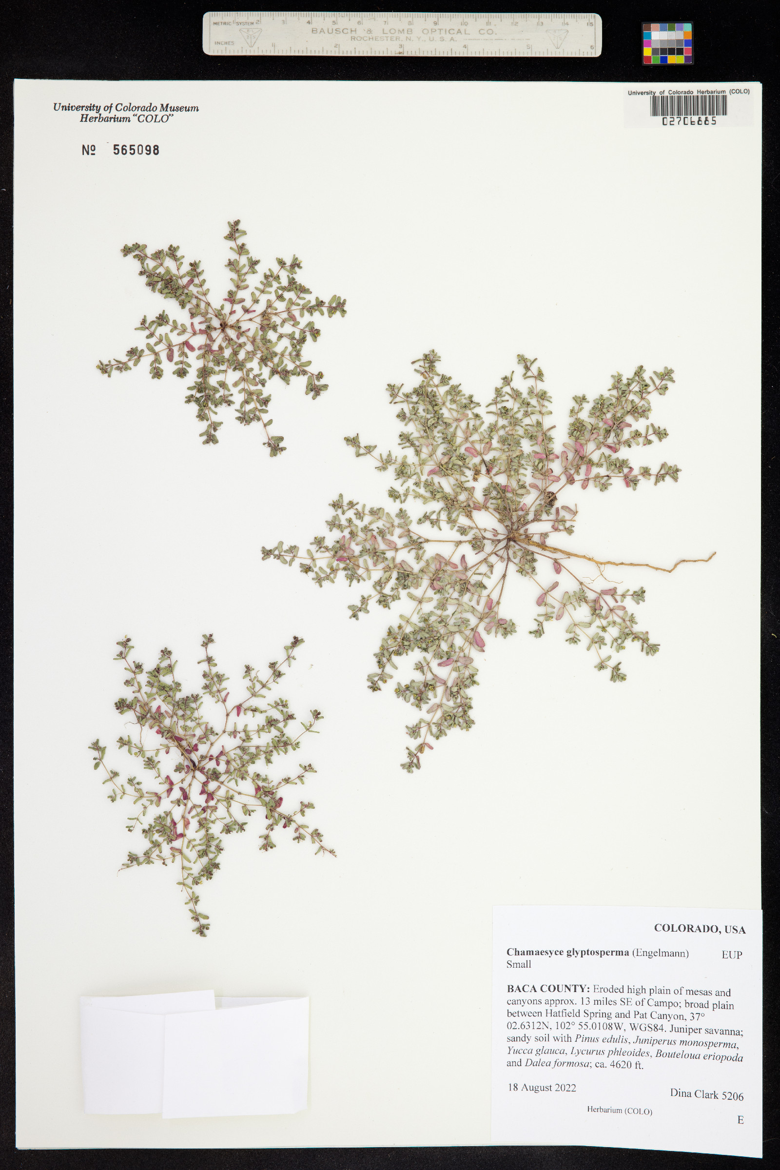 Euphorbia glyptosperma image