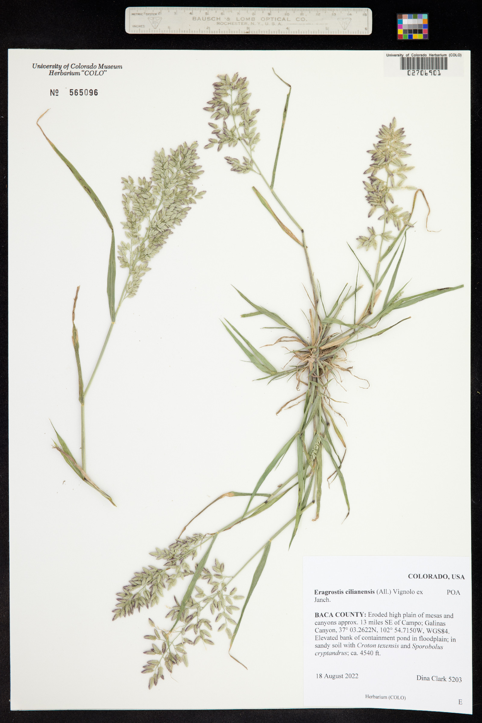 Eragrostis cilianensis image