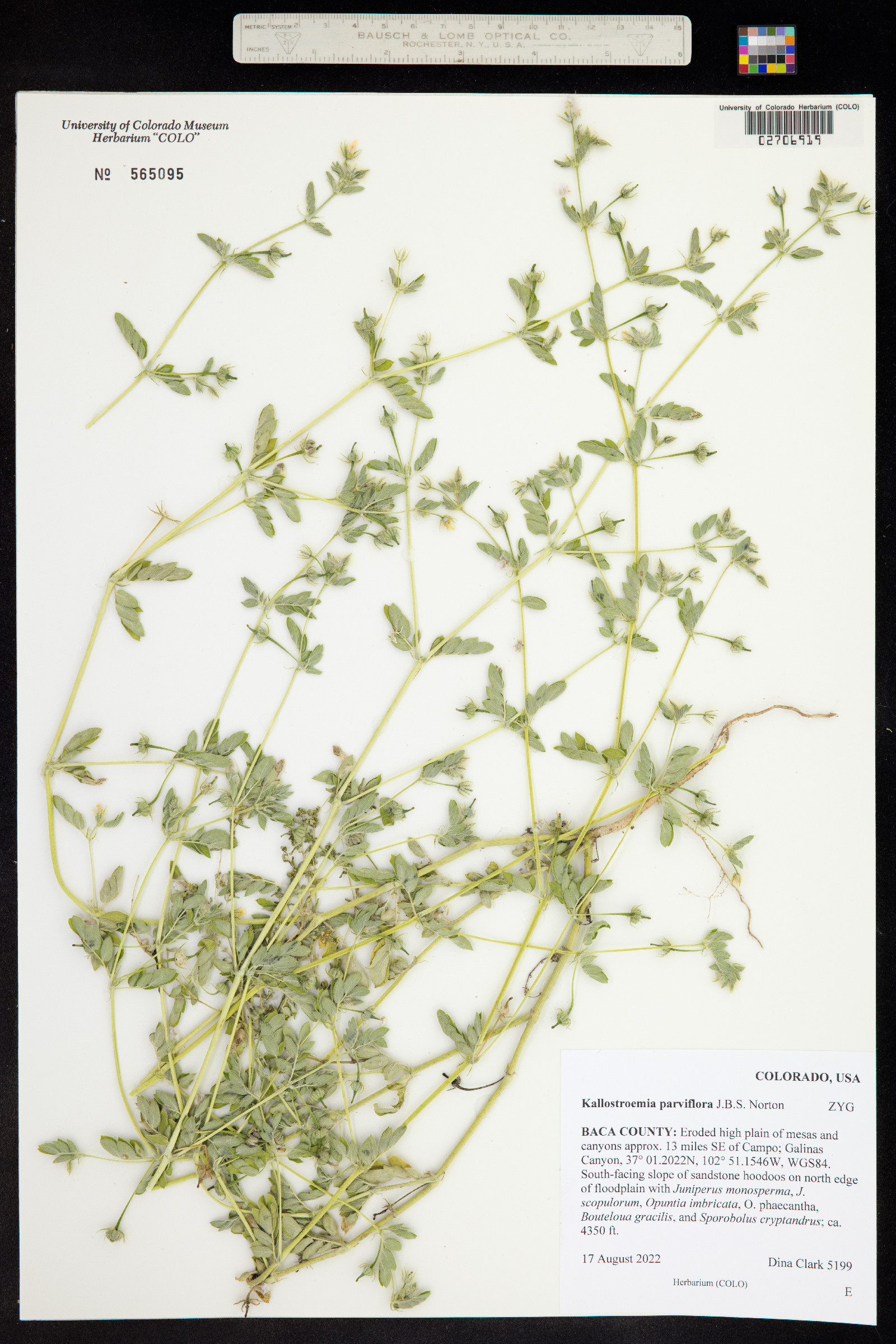 Kallstroemia parviflora image