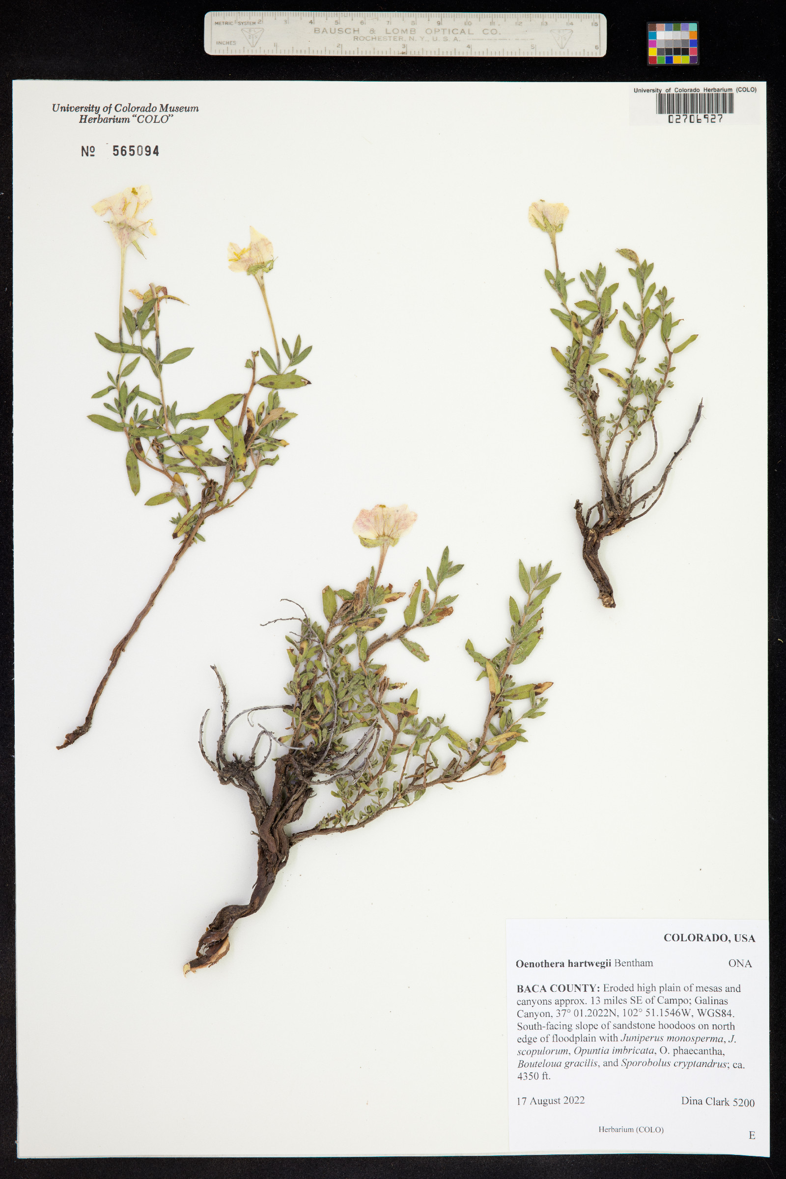 Oenothera hartwegii image