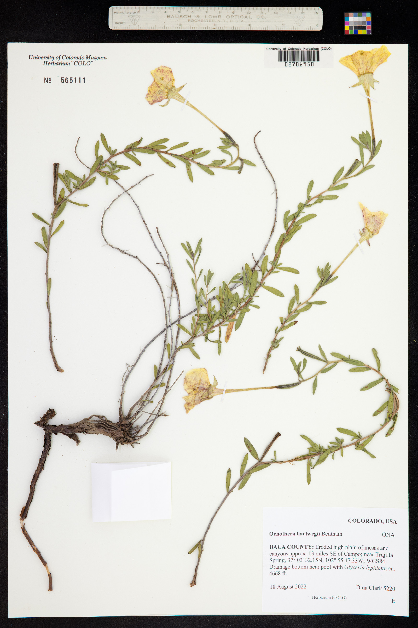 Oenothera hartwegii ssp. hartwegii image