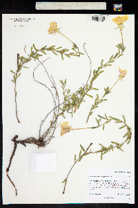 Oenothera hartwegii image