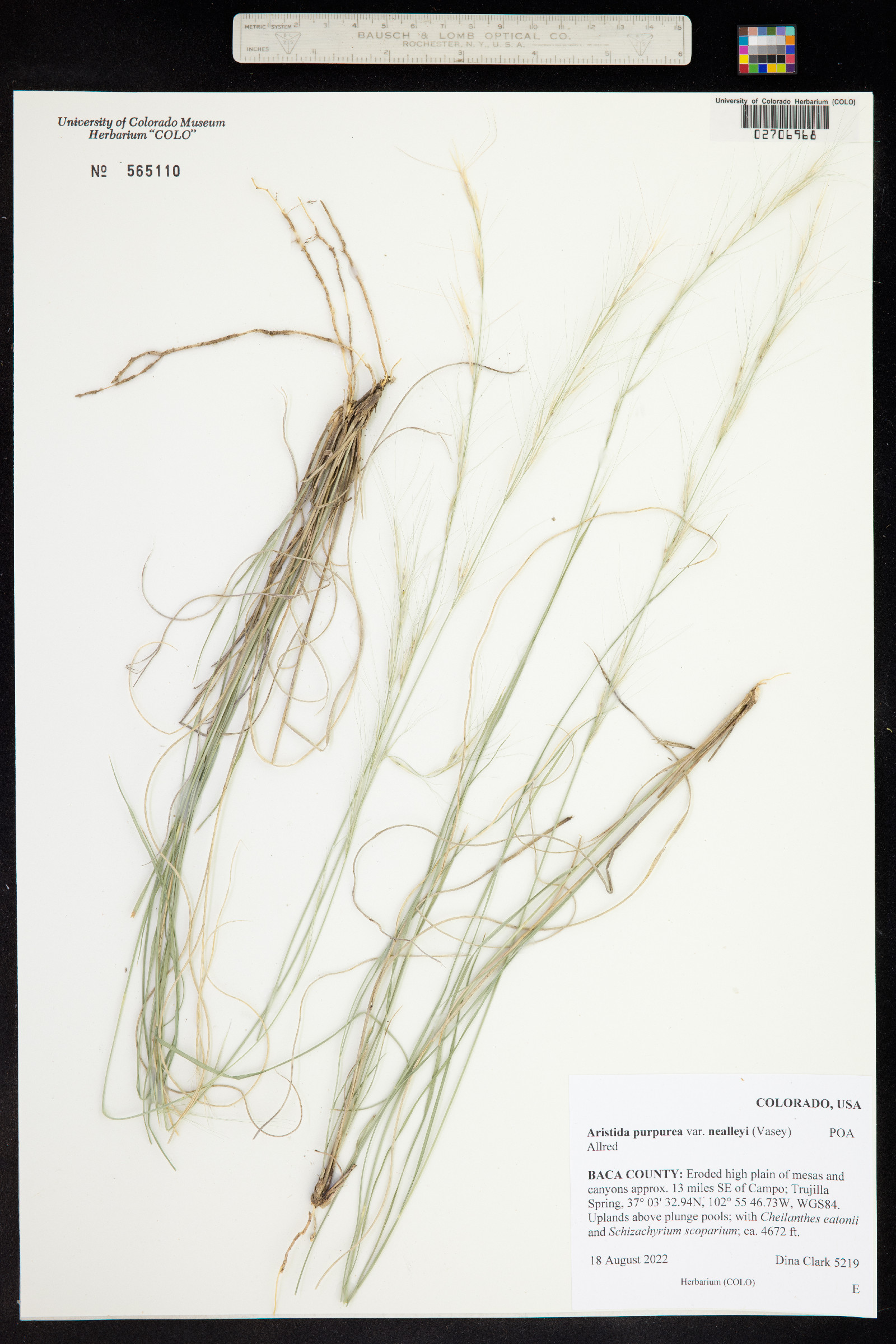 Aristida purpurea var. nealleyi image