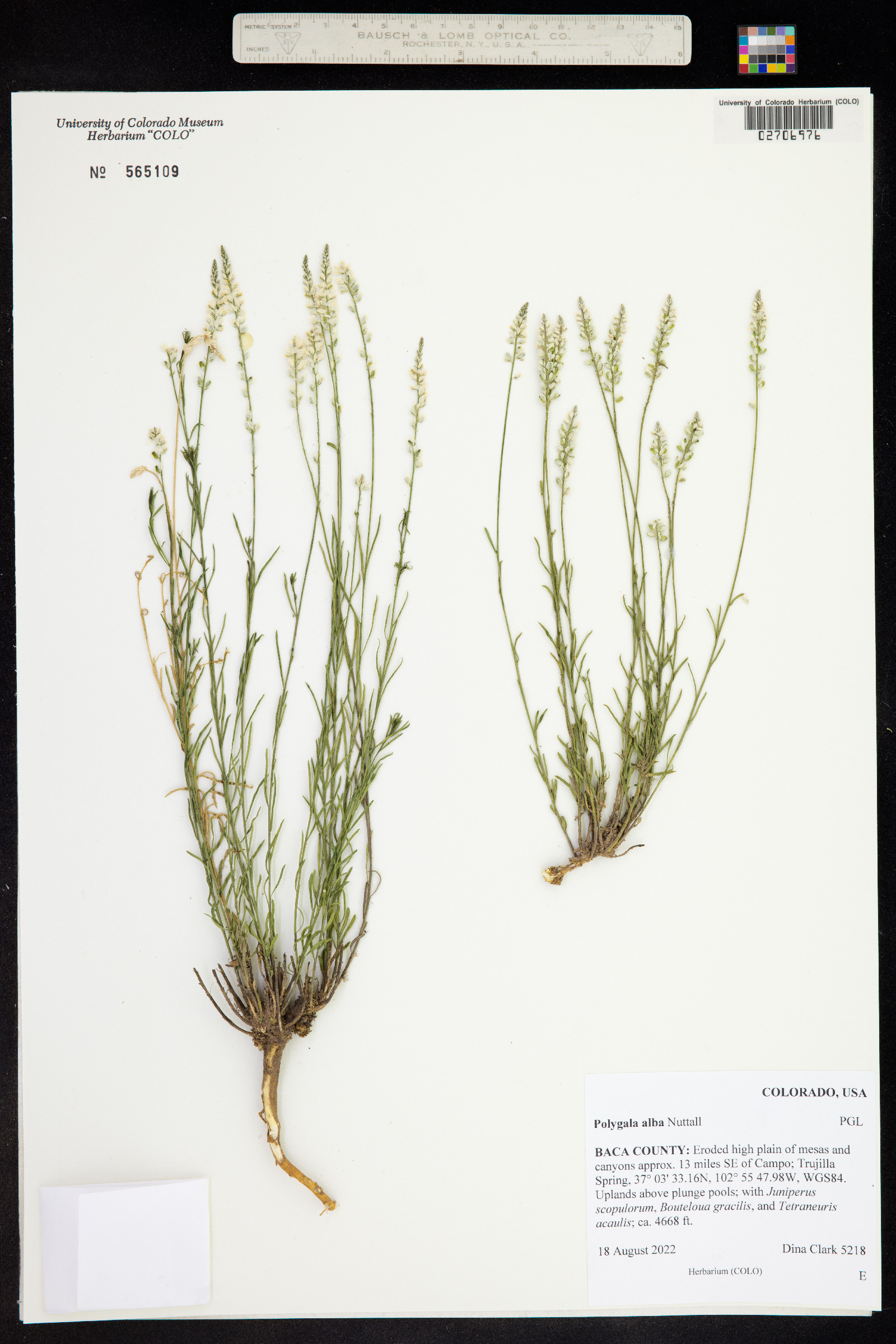 Polygala alba image