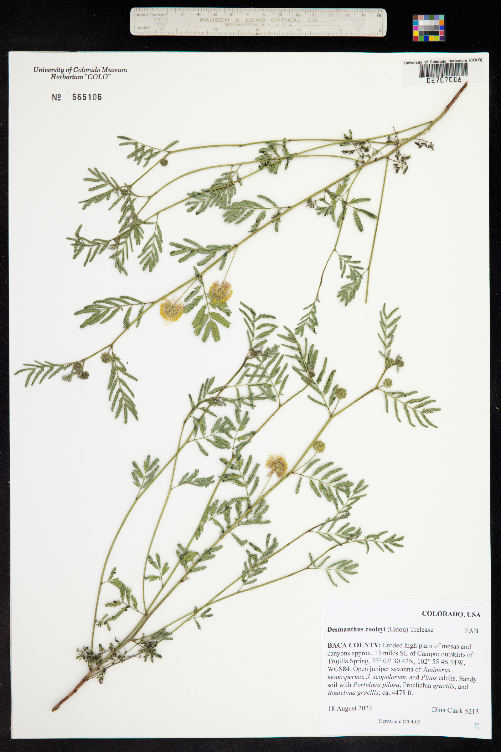 Desmanthus cooleyi image