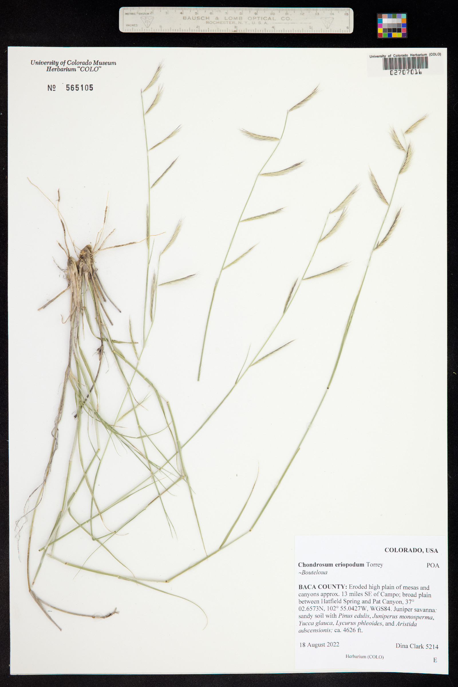 Bouteloua eriopoda image
