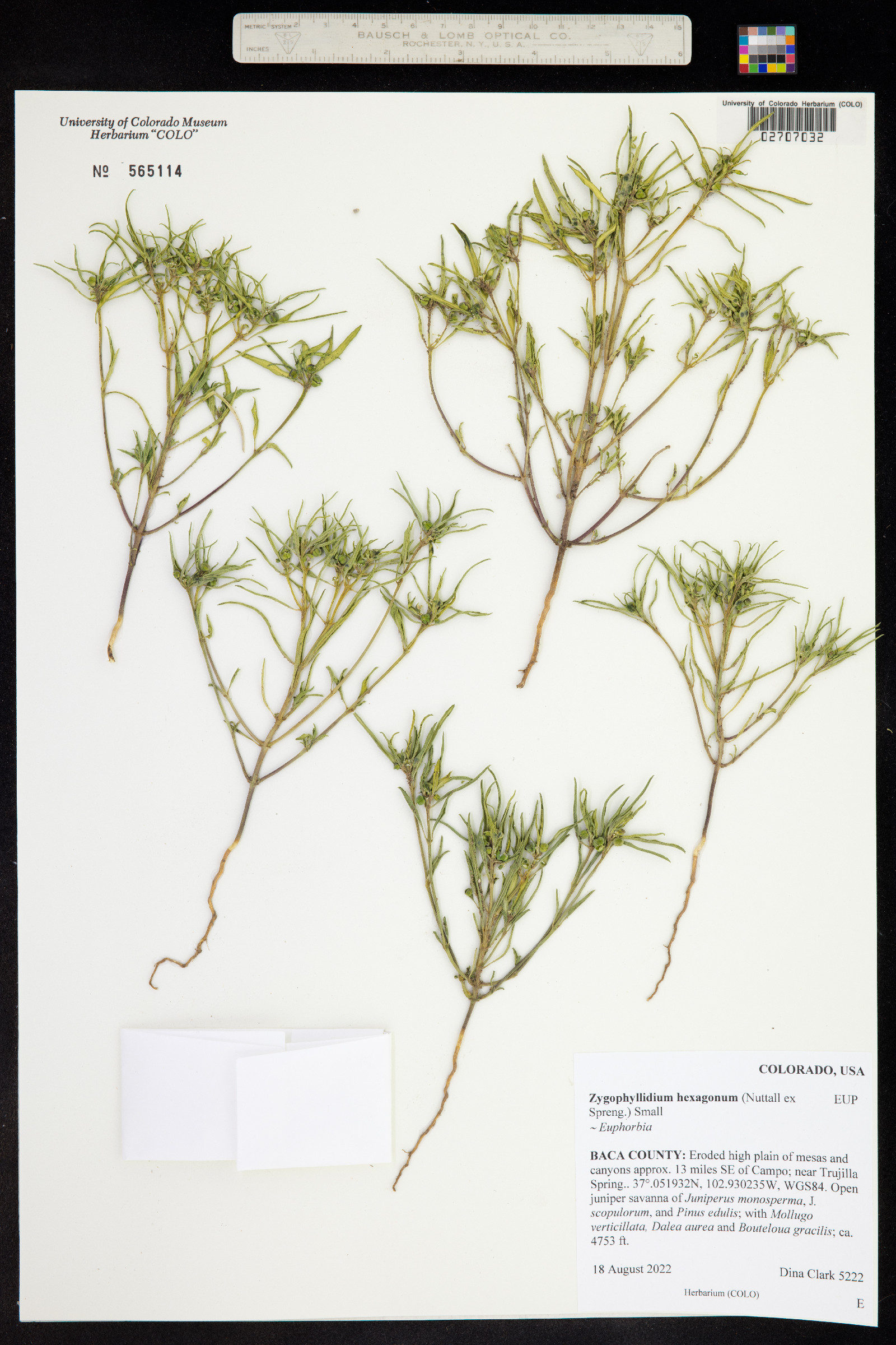 Zygophyllidium image