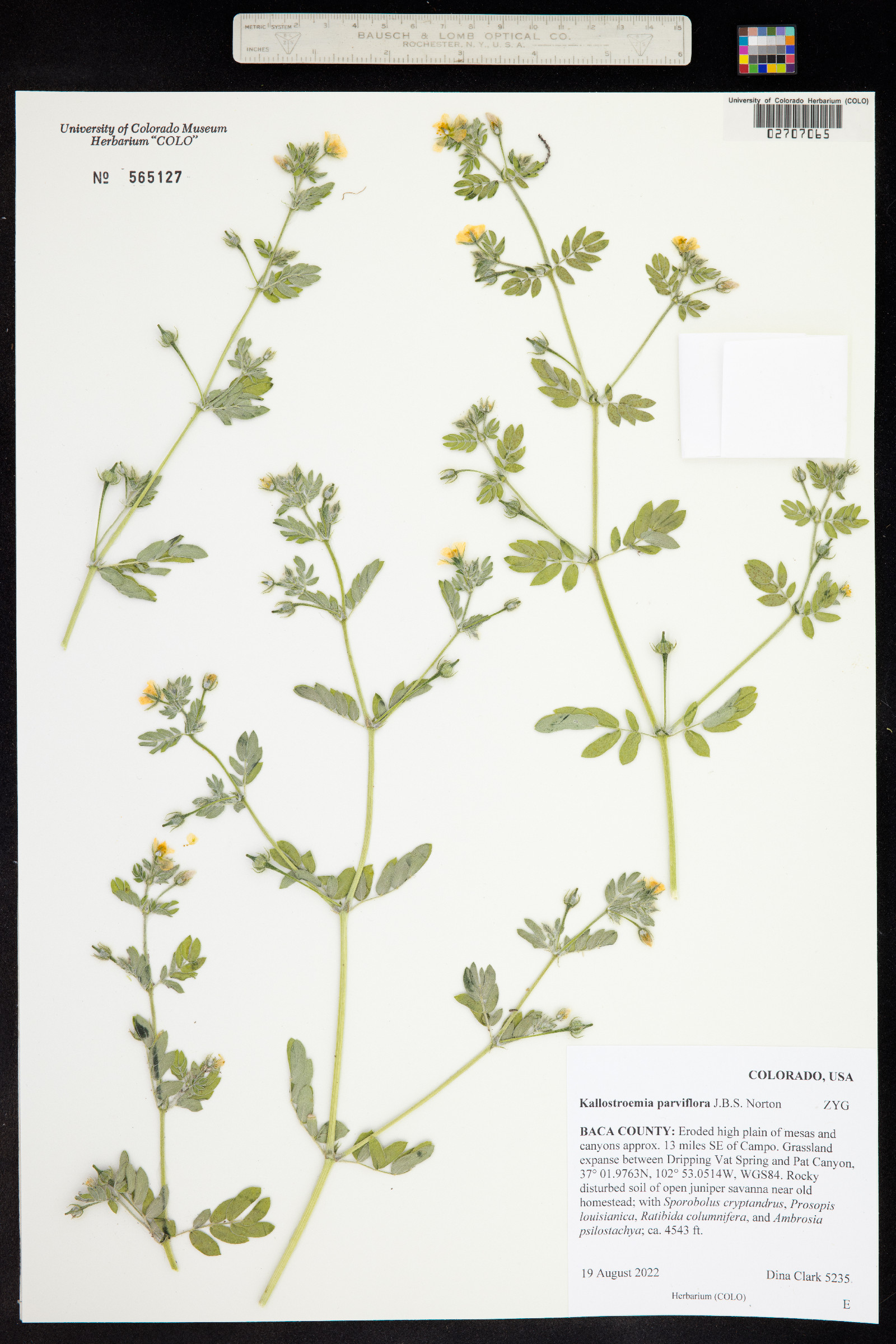 Kallstroemia parviflora image