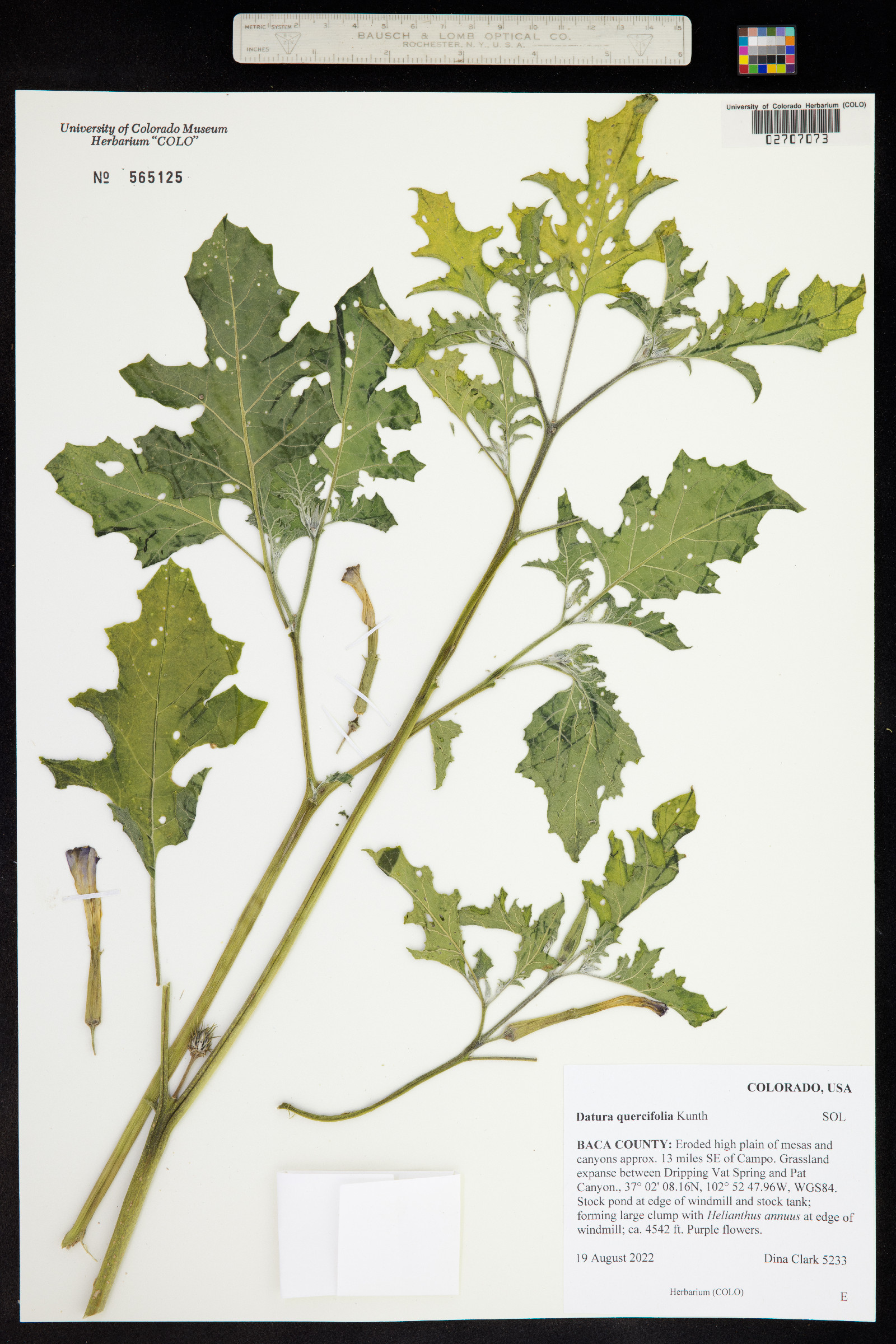 Datura quercifolia image