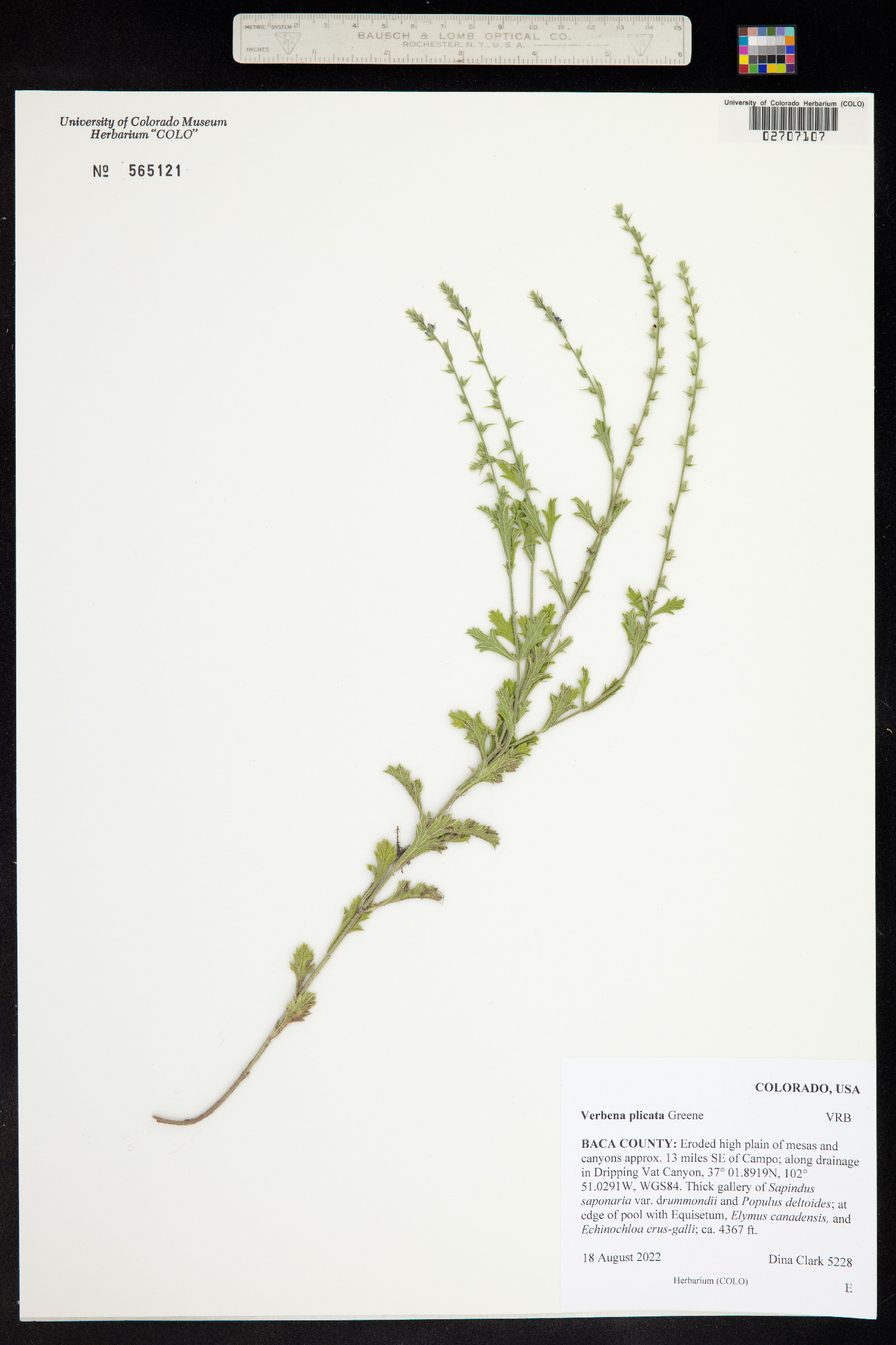 Verbena plicata image