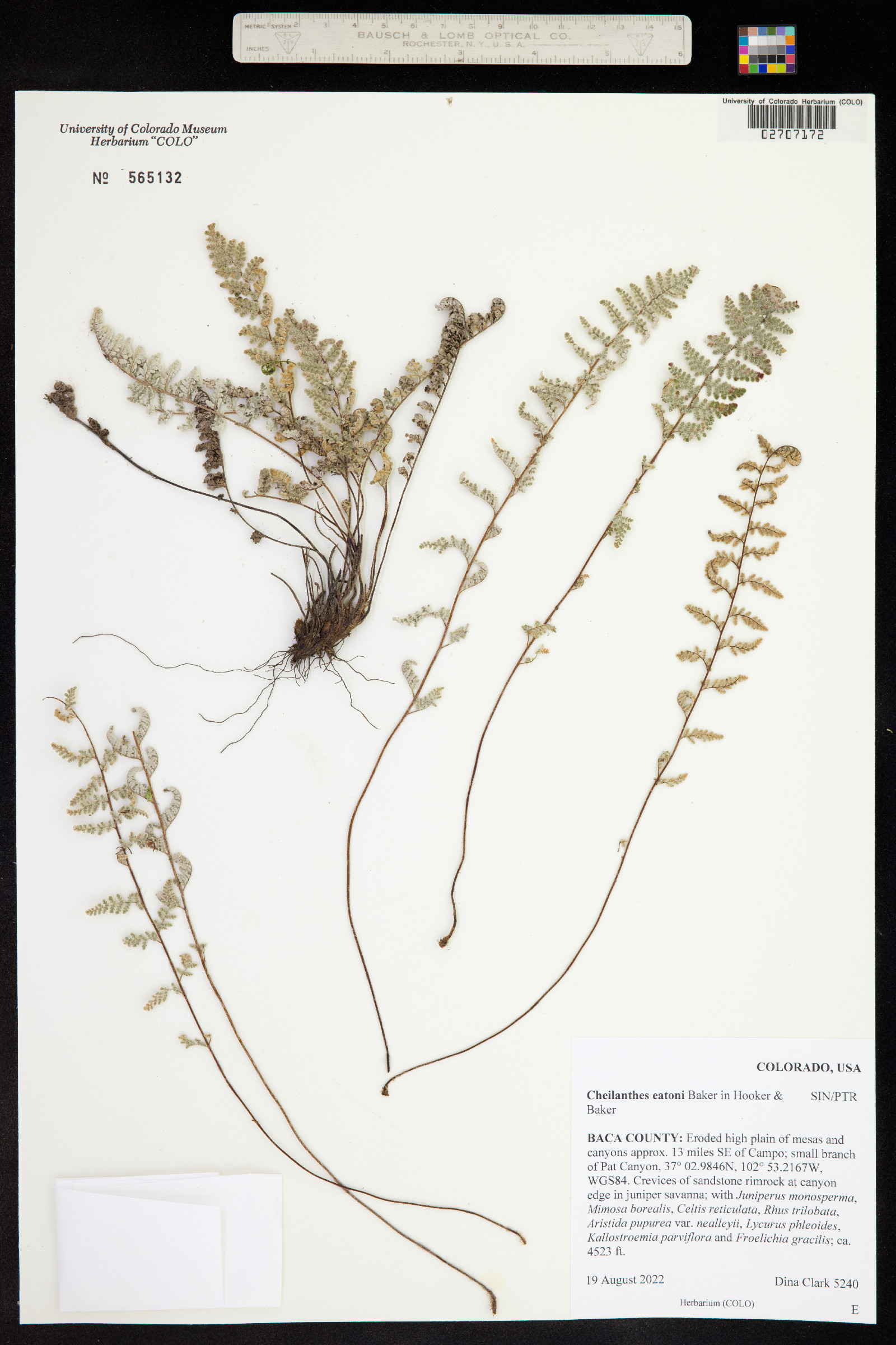 Cheilanthes eatonii image