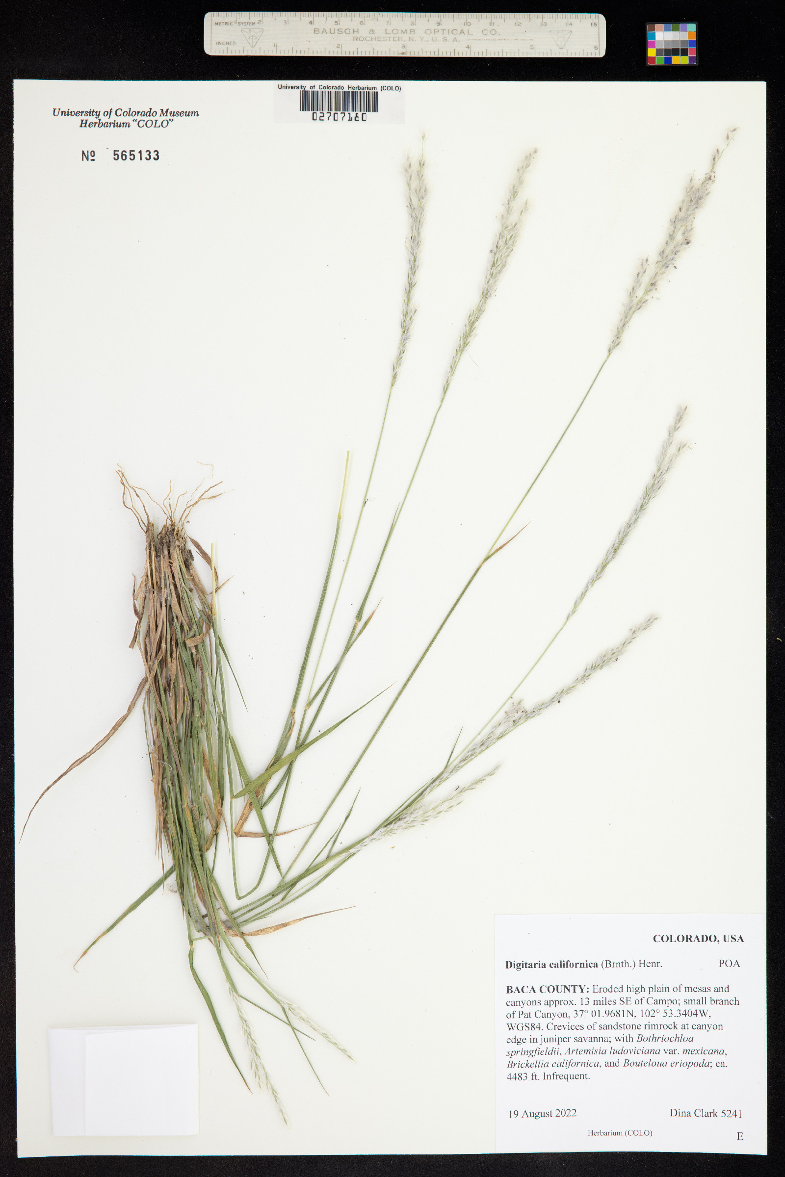 Digitaria image