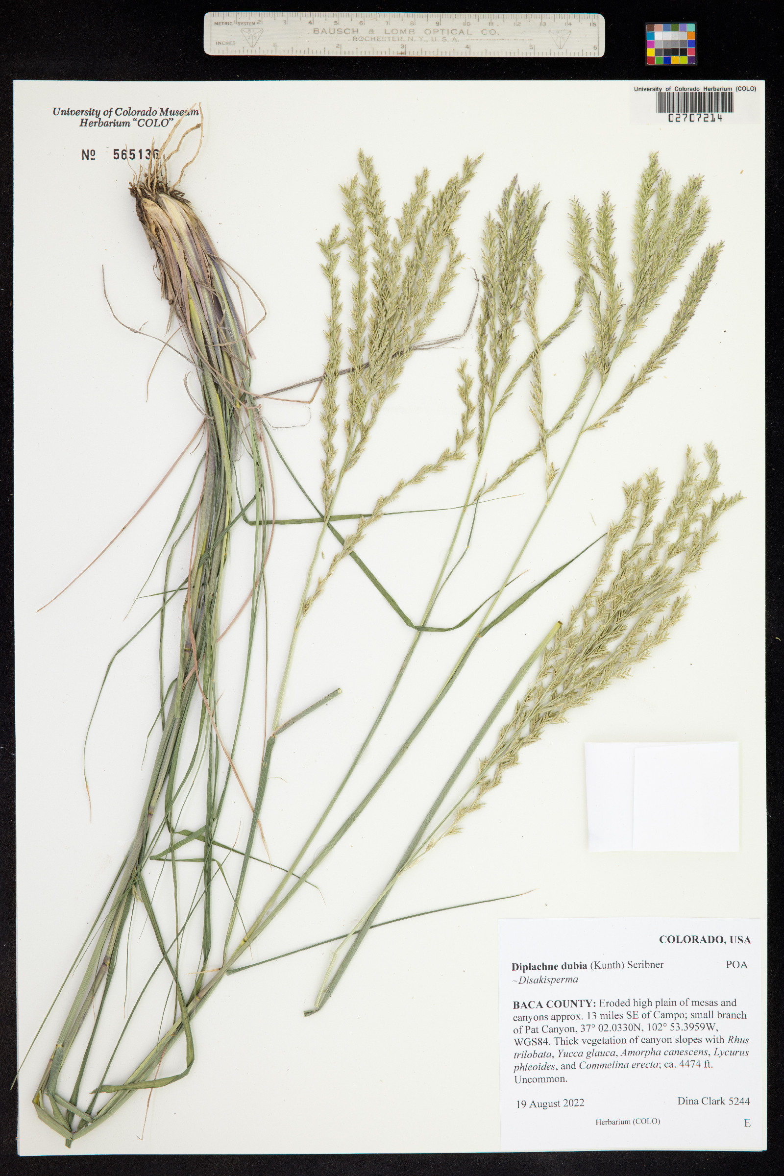 Leptochloa image