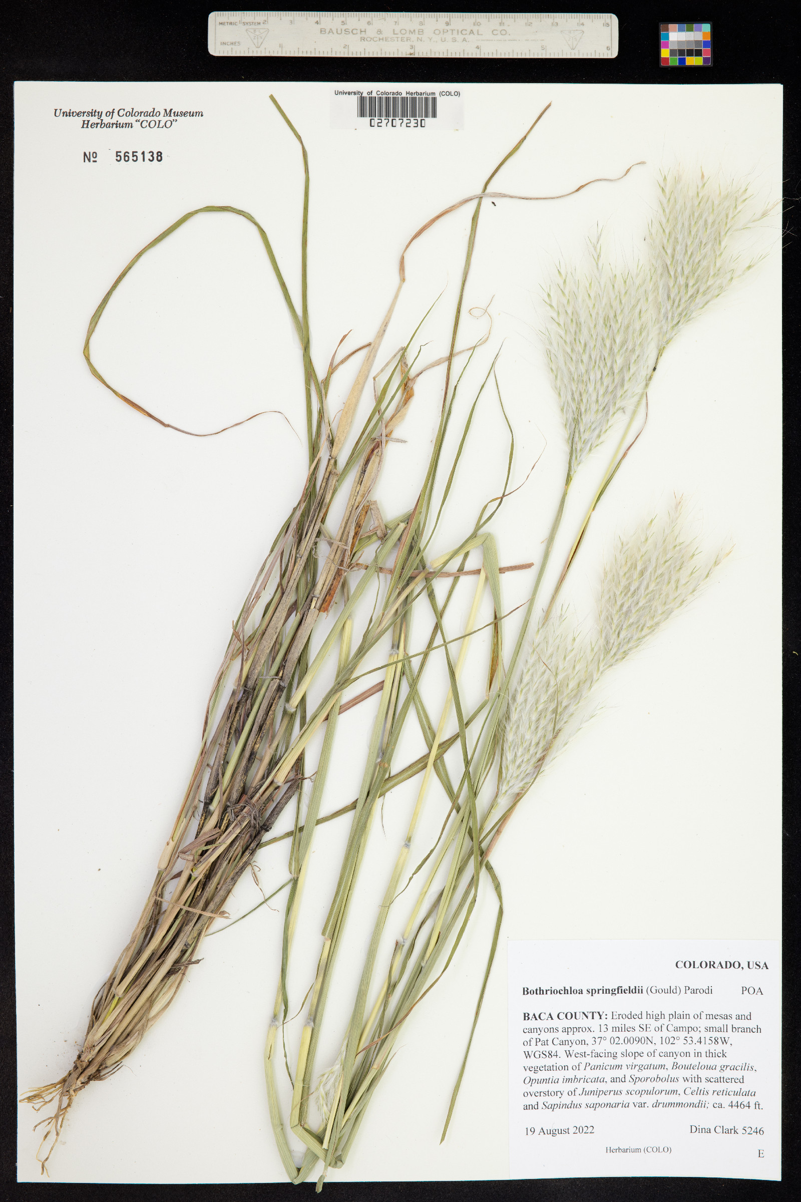 Bothriochloa springfieldii image