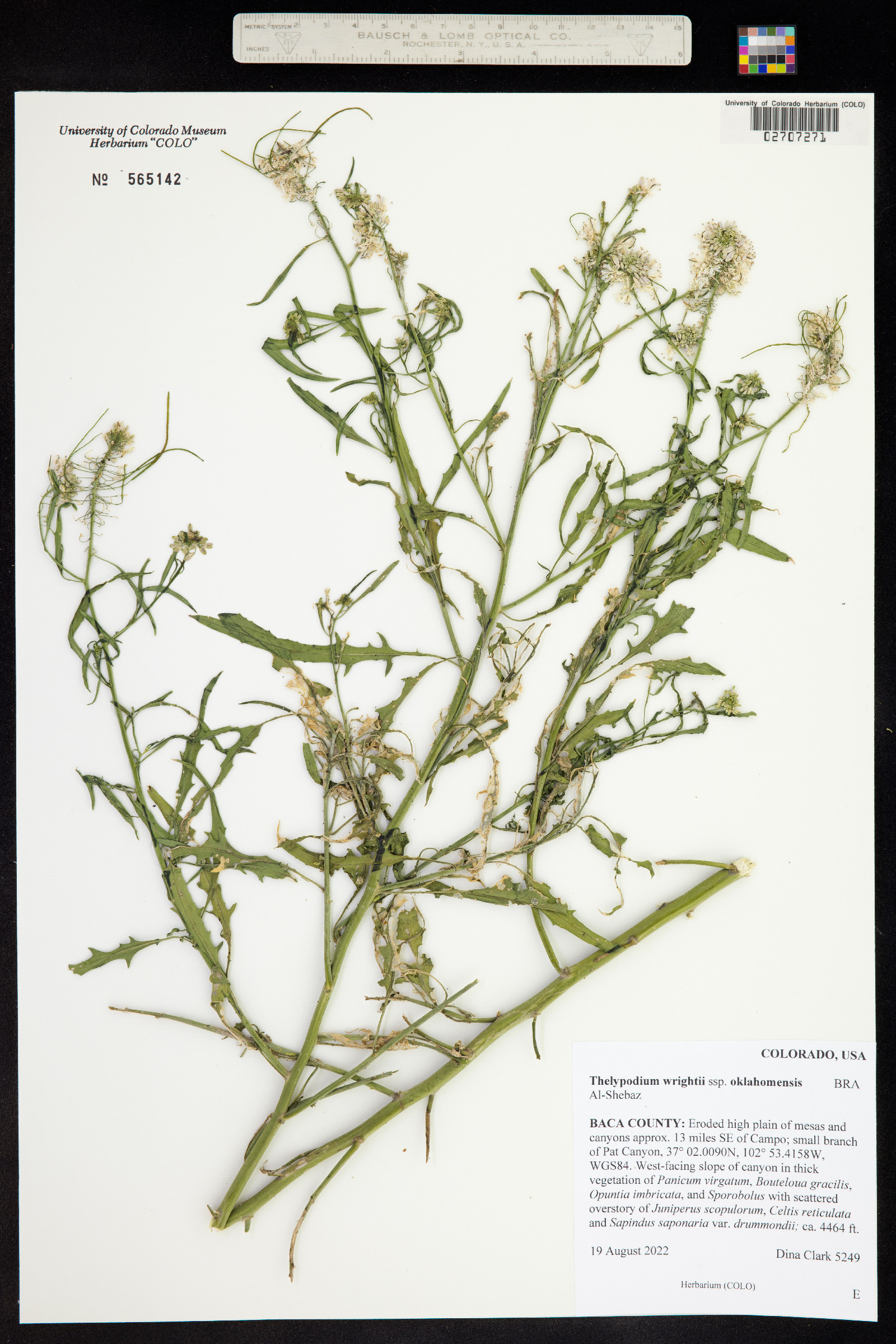 Thelypodium wrightii ssp. oklahomensis image