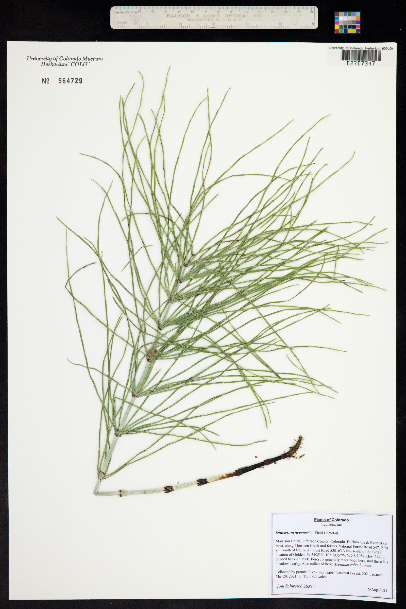 Equisetum arvense image