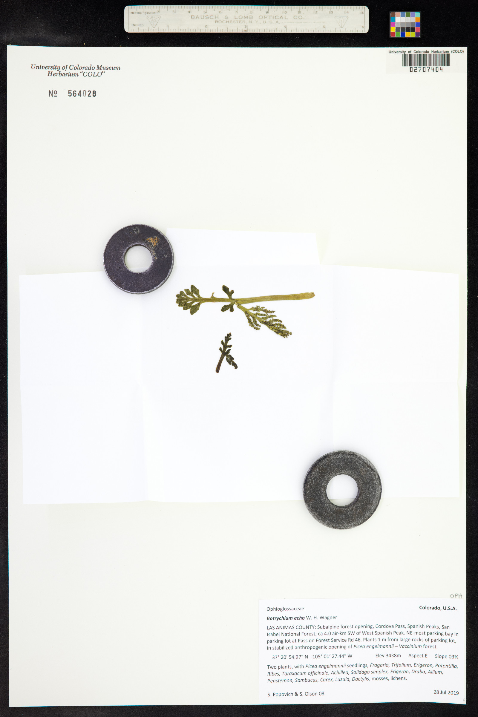 Botrychium echo image