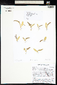 Botrychium furculatum image