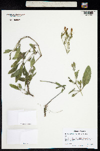 Ruellia metzae image