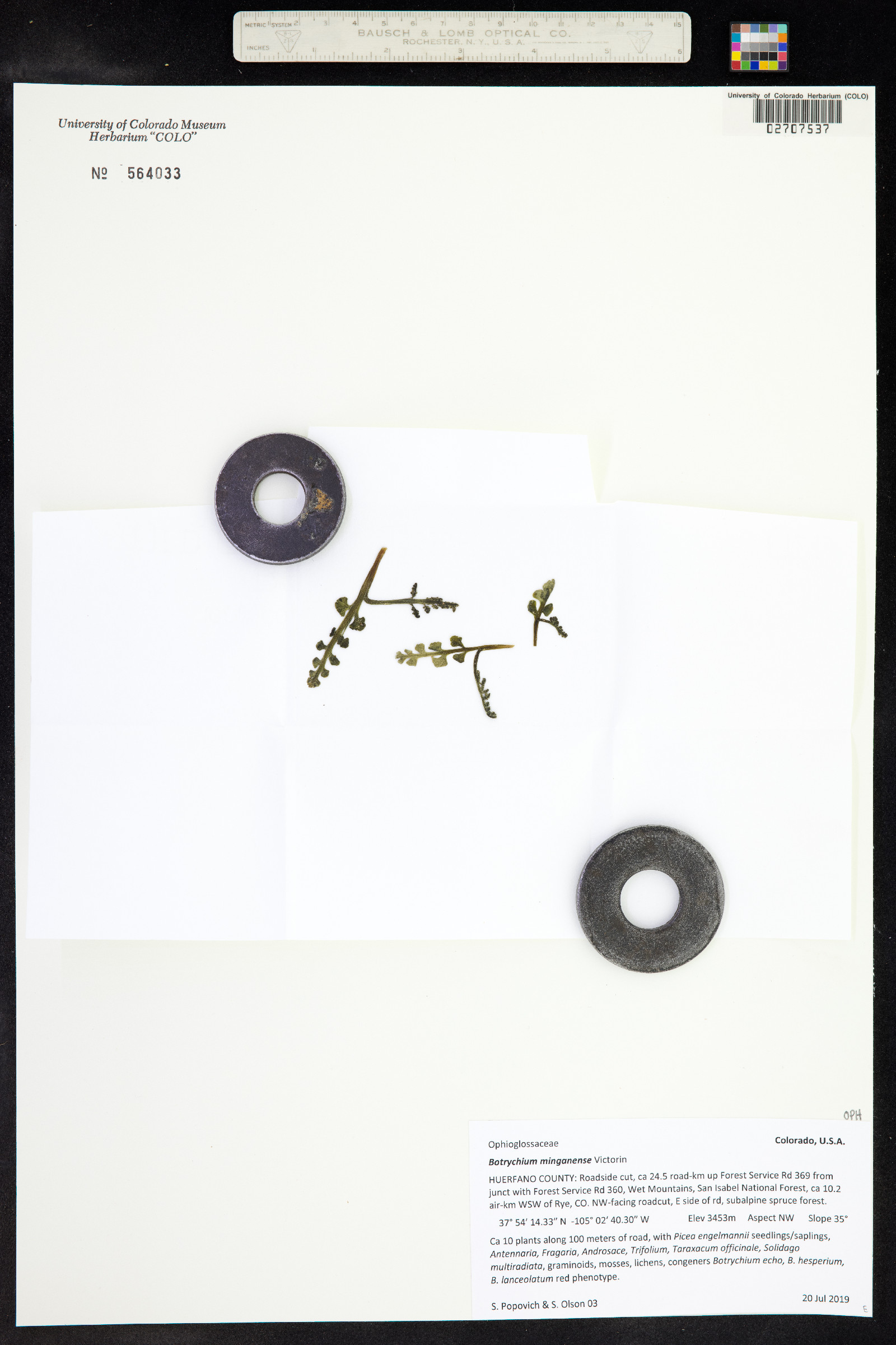 Botrychium minganense image