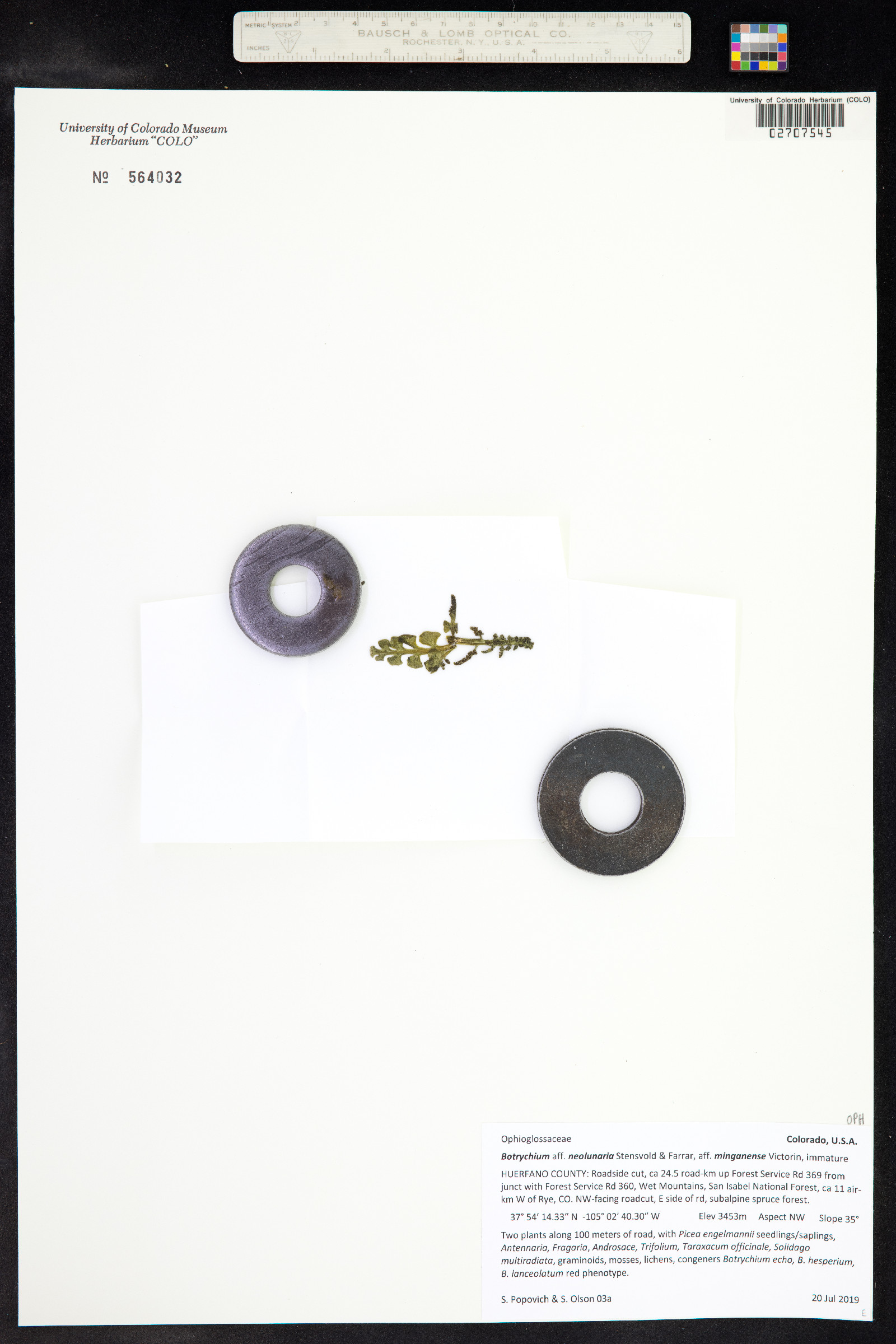 Botrychium neolunaria image