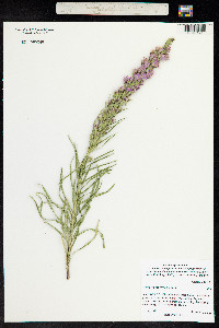 Liatris punctata image