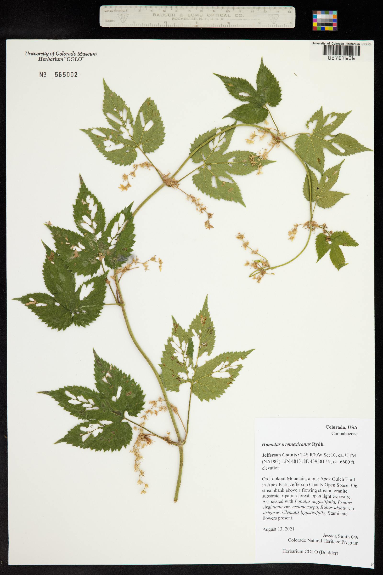 Humulus lupulus image