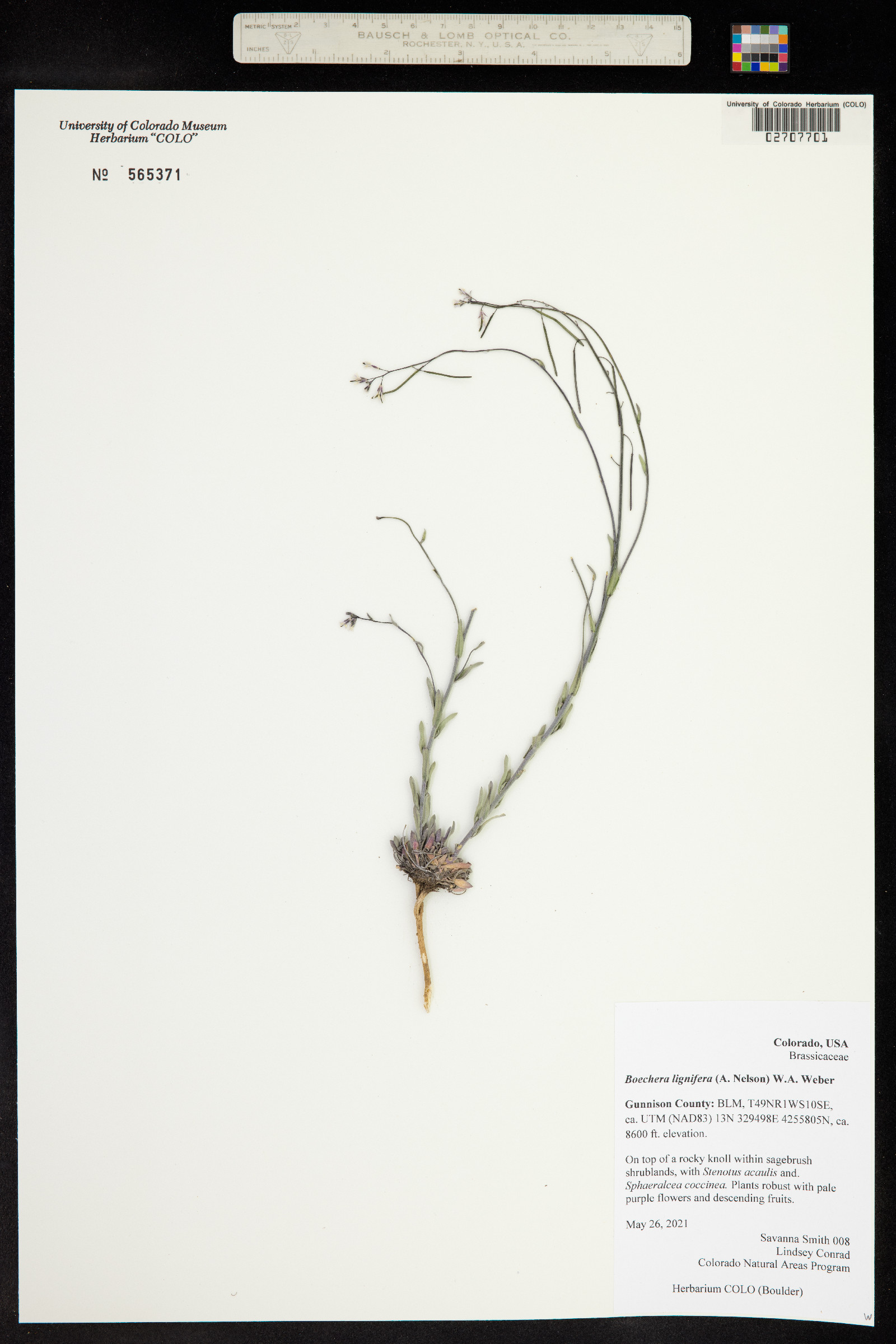 Boechera lignifera image