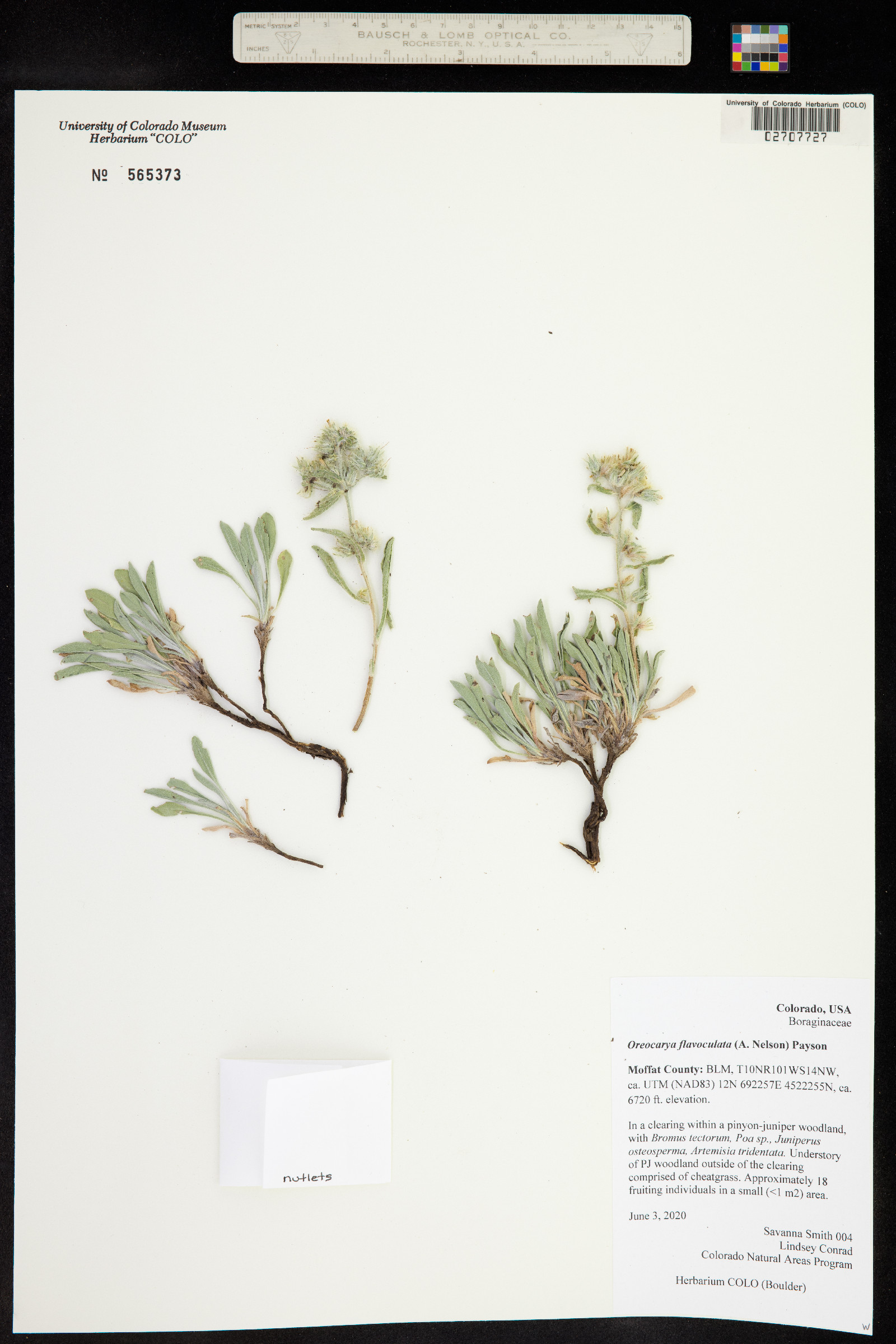 Cryptantha flavoculata image