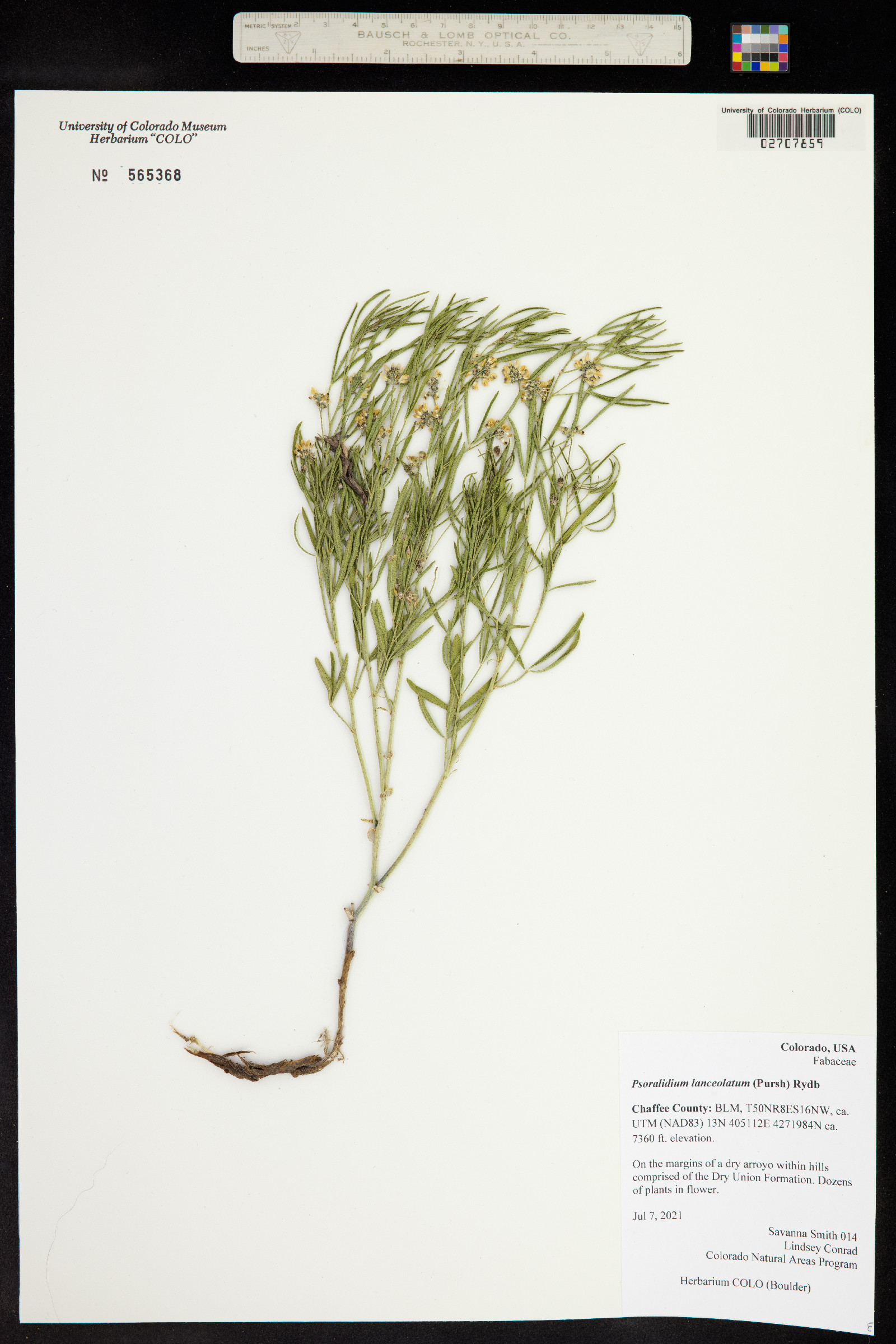 Psoralidium lanceolatum image