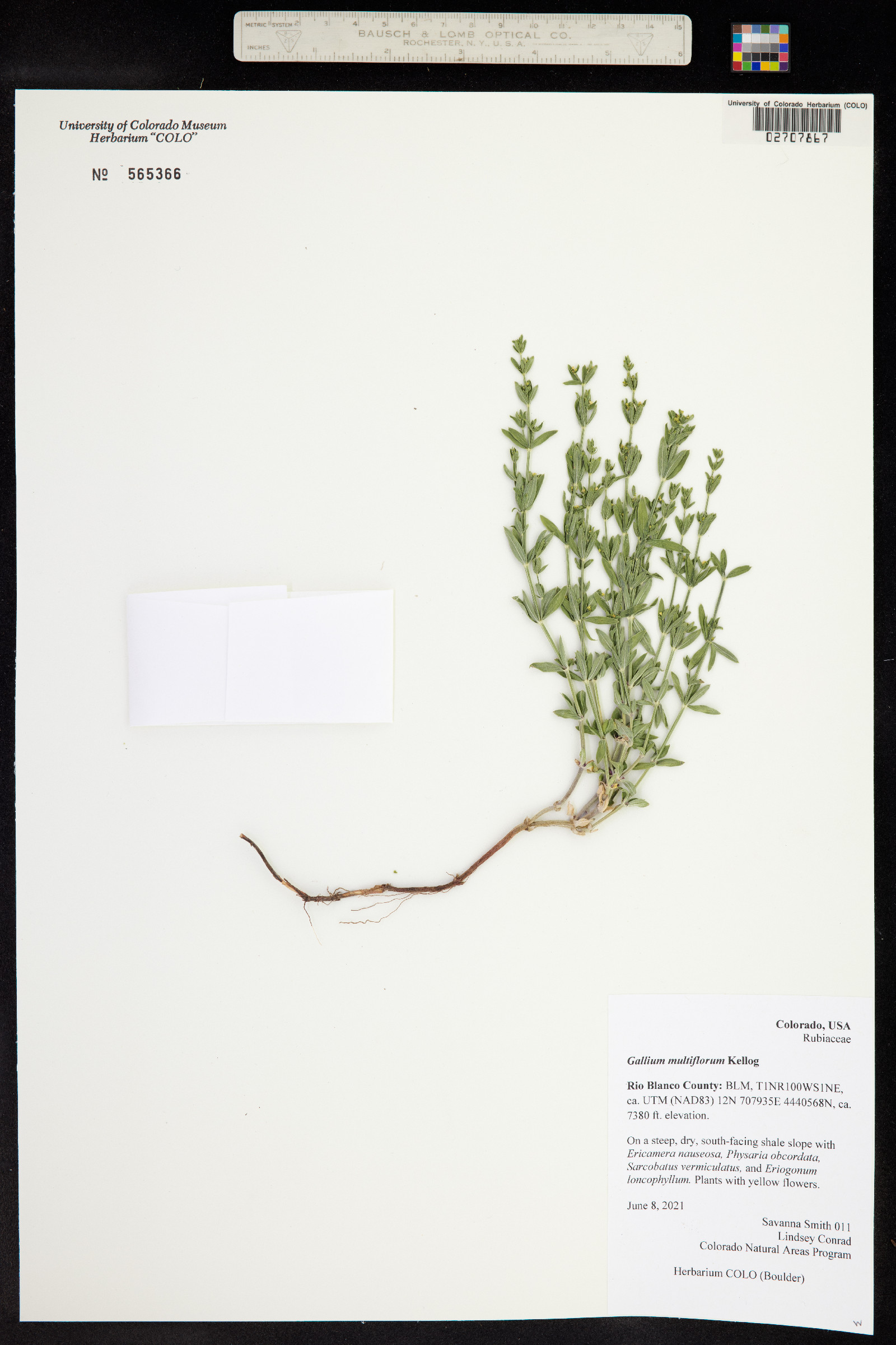 Galium multiflorum image