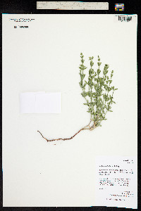 Galium multiflorum image