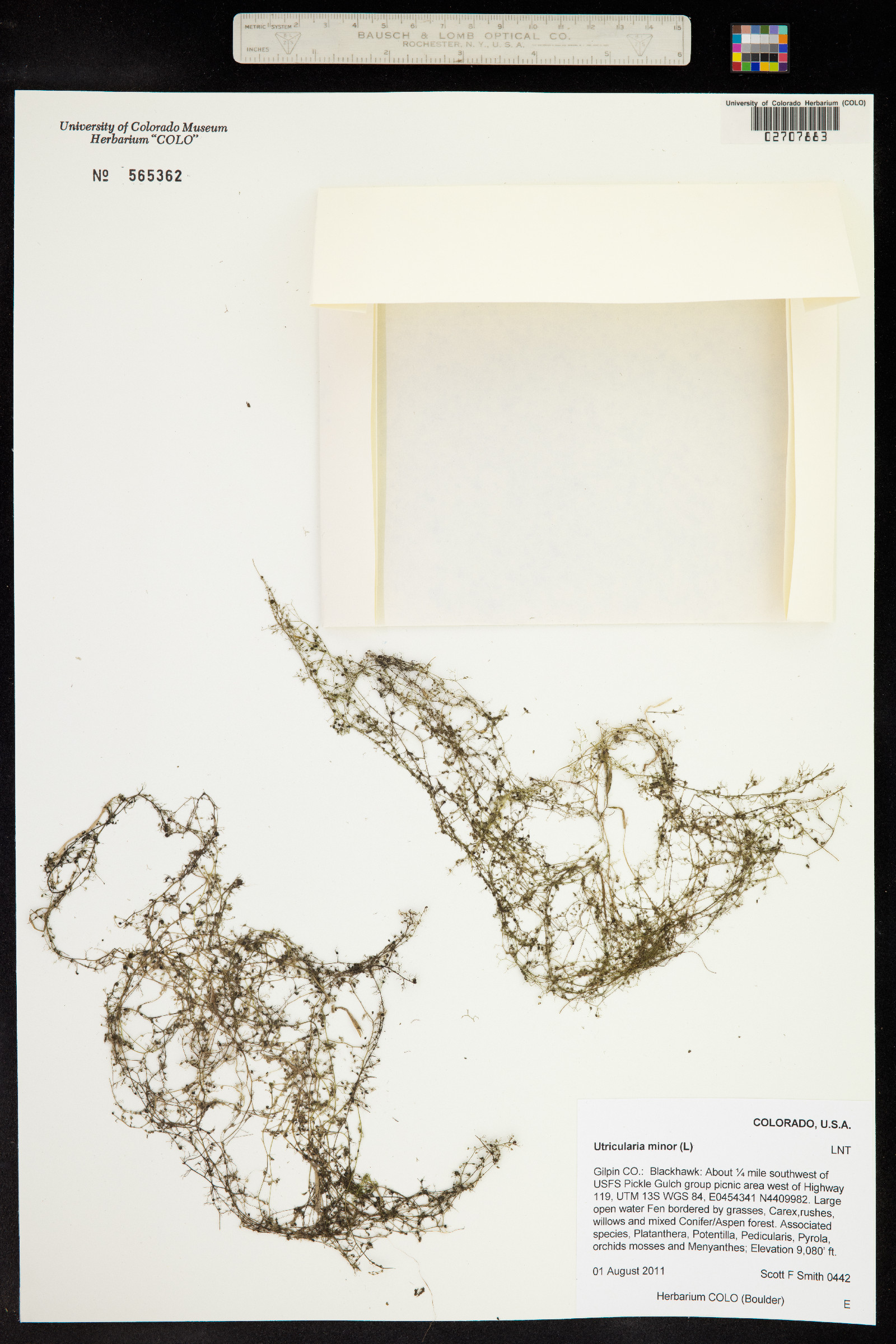Utricularia minor image