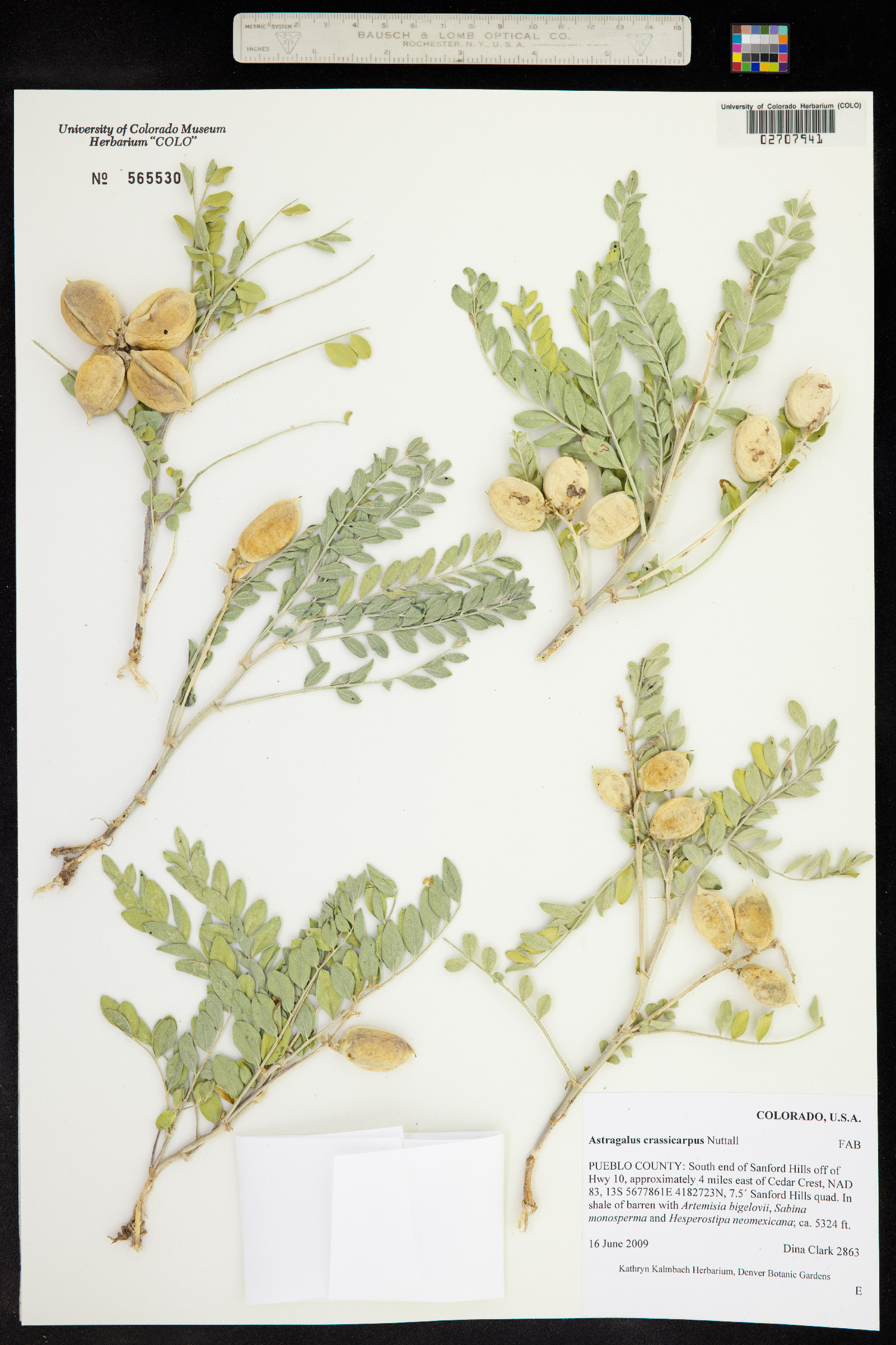 Astragalus crassicarpus image