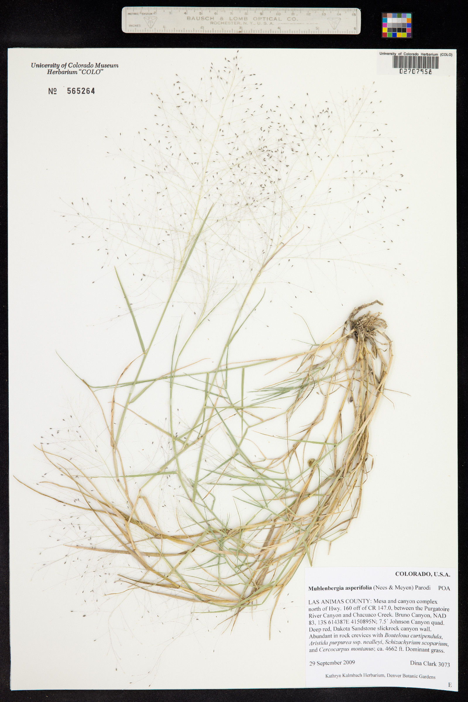 Muhlenbergia asperifolia image