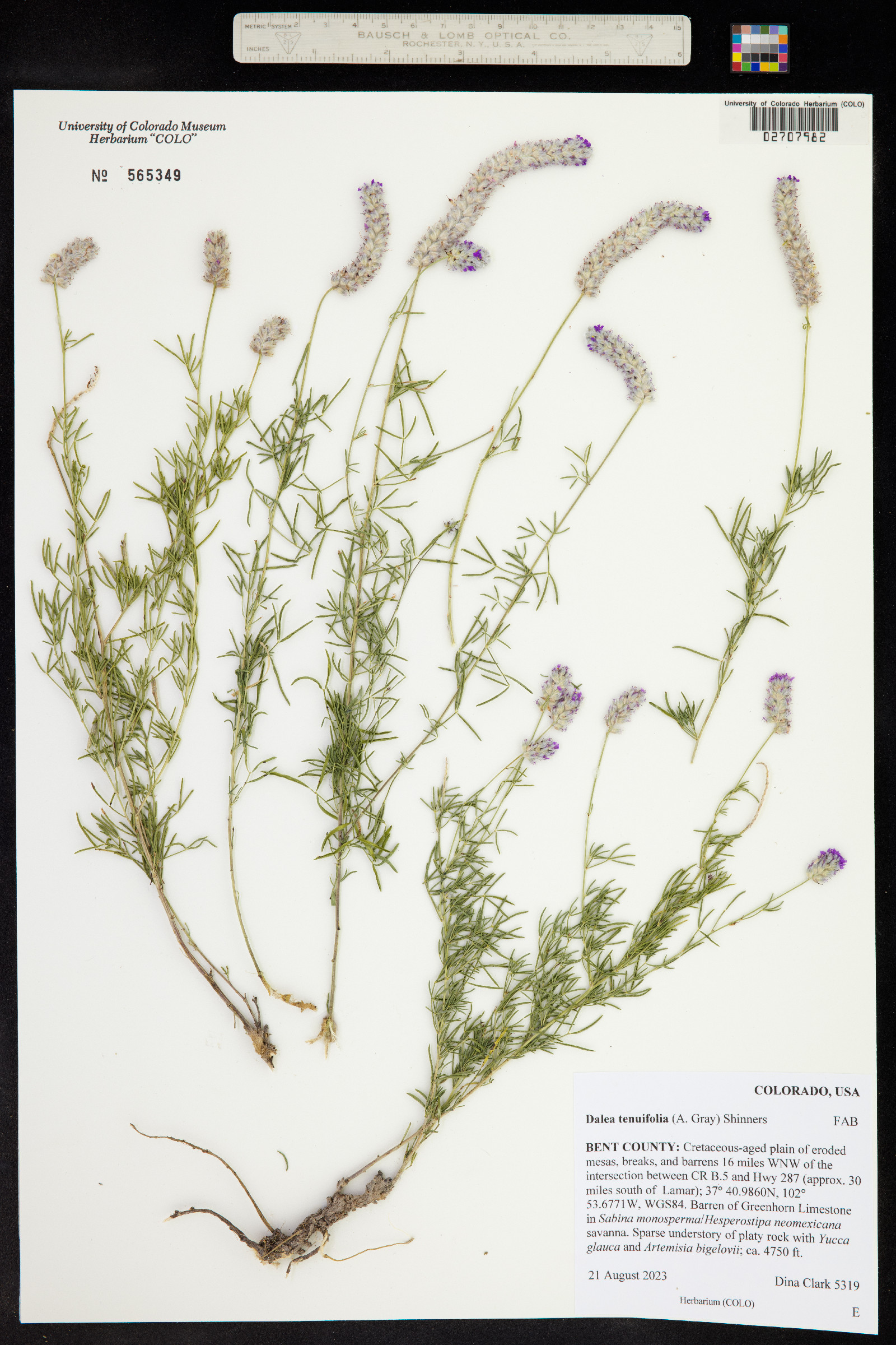 Dalea tenuifolia image